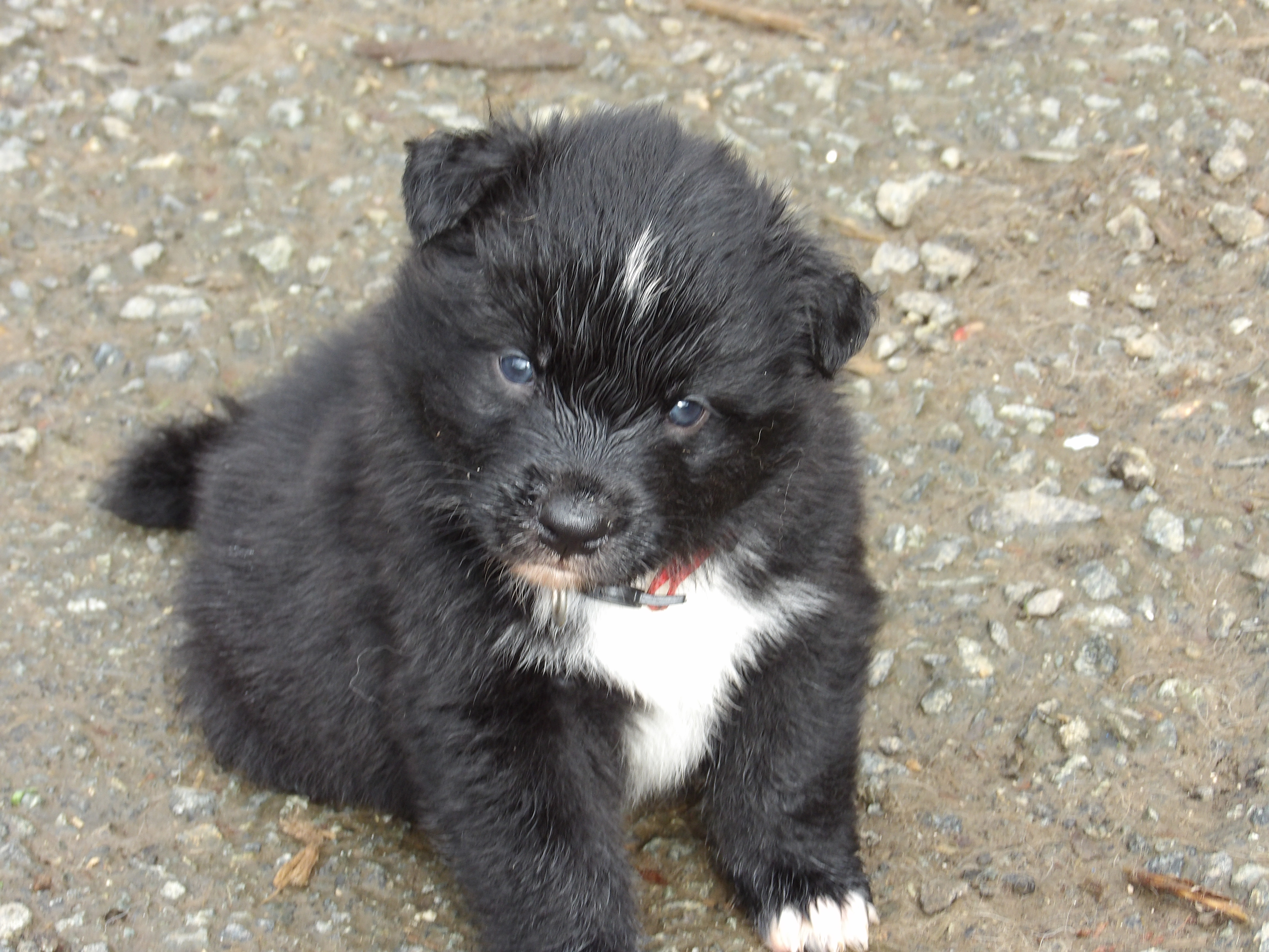 Photo d'un chiot berger australien, issu de la portée de Anastasia et Sherkhan, âgé de 5 semaines.