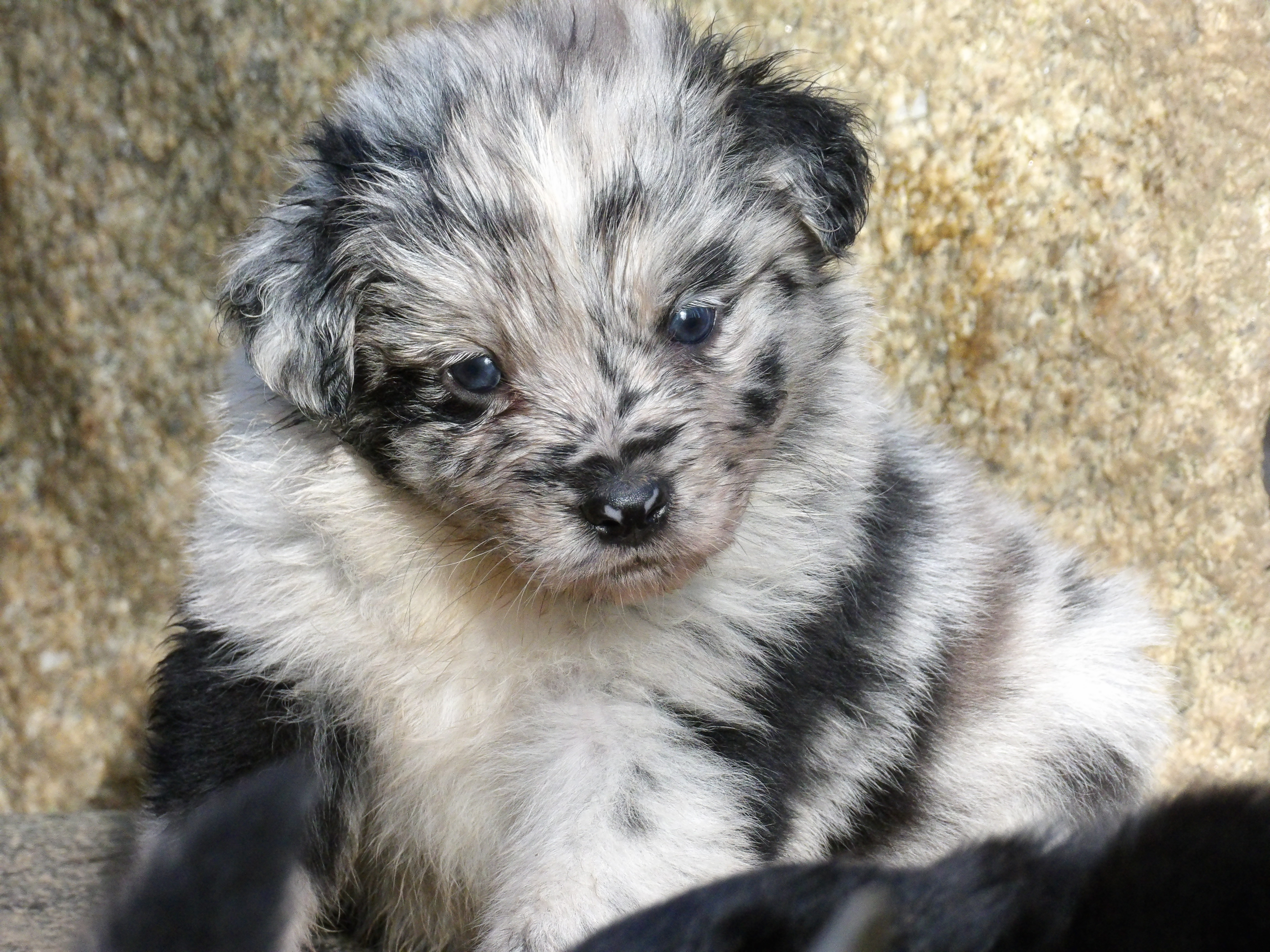 Photo d'un chiot berger australien, issue de la portée de Anastasia et Sherkhan, âgé de 5 semaines.