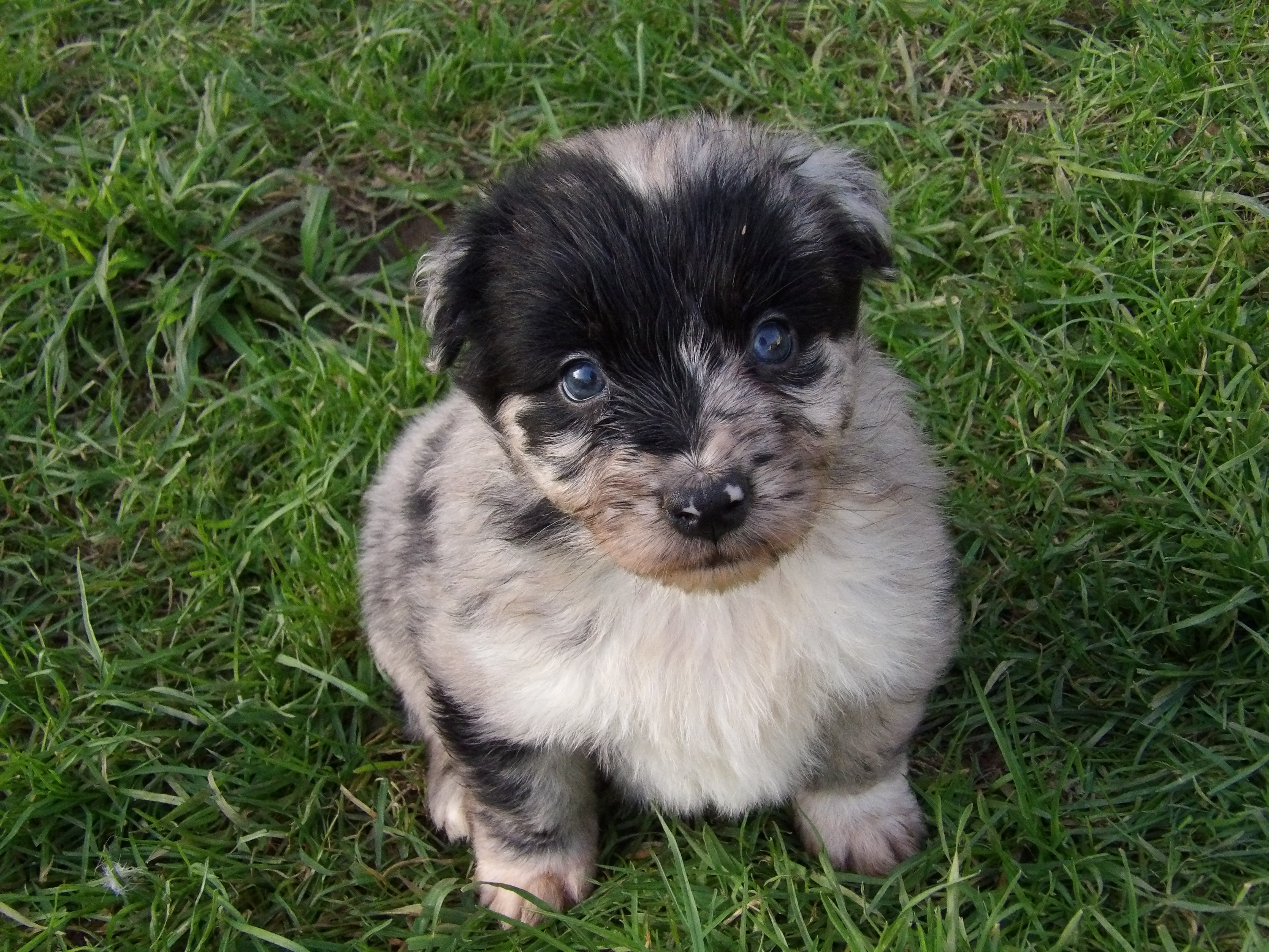 Photo d'un chiot berger australien, issue de la portée de Anastasia et Sherkhan, âgé de 5 semaines.