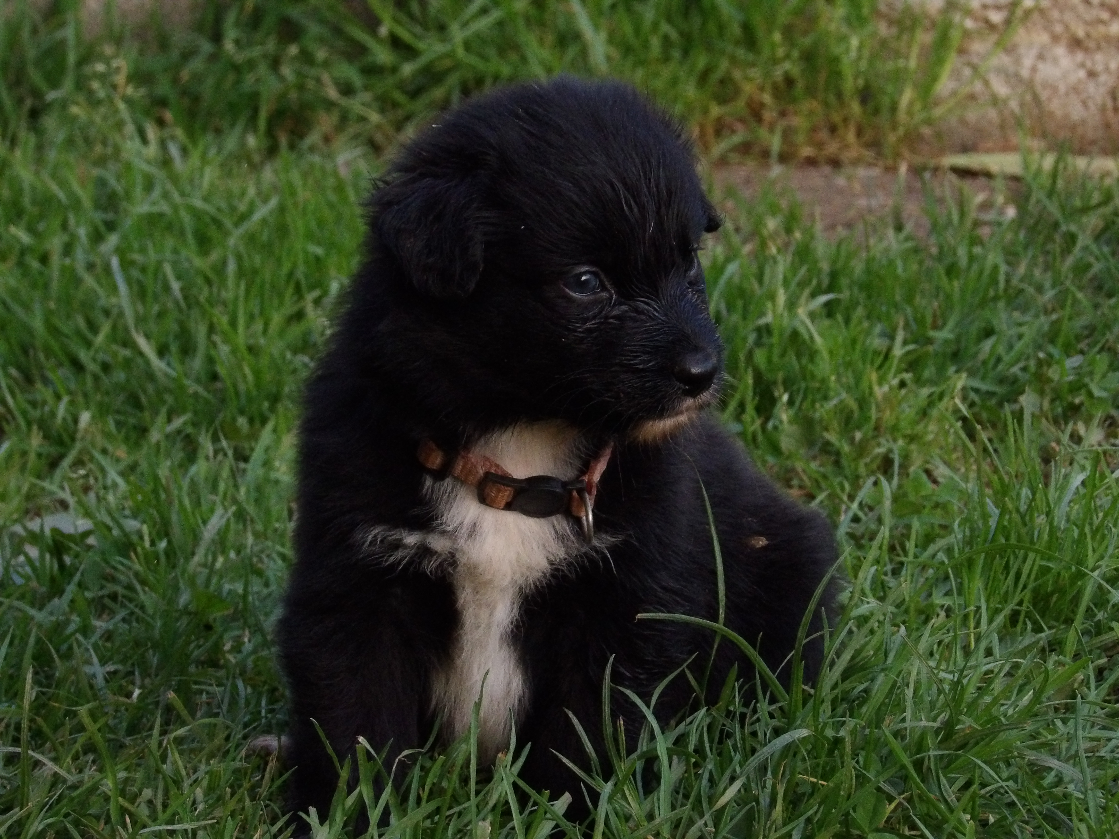 Photo d'un chiot berger australien, issue de la portée de Anastasia et Sherkhan, âgé de 5 semaines.