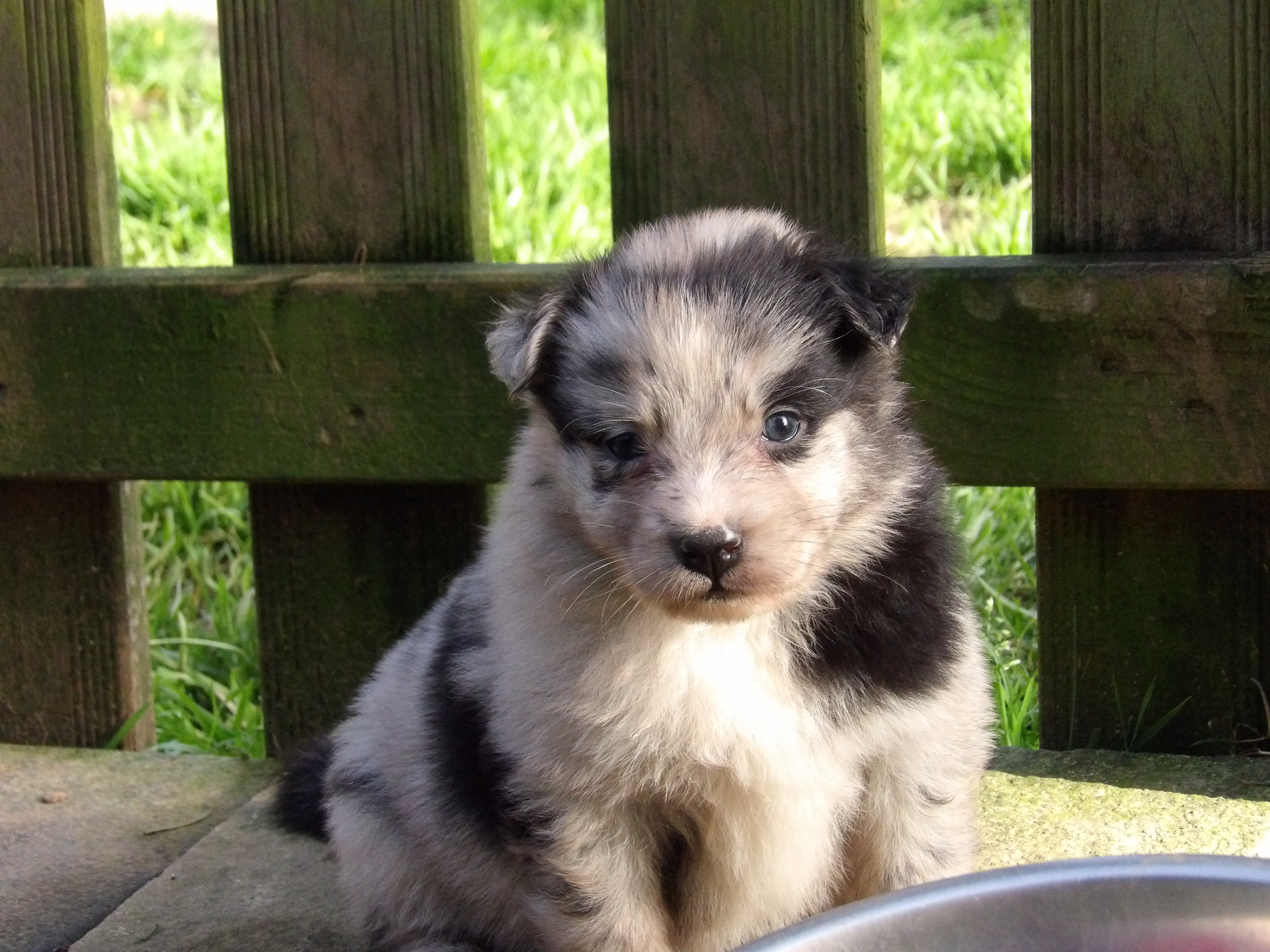 Photo d'un chiot berger australien, issue de la portée de Anastasia et Sherkhan, âgé de 5 semaines.