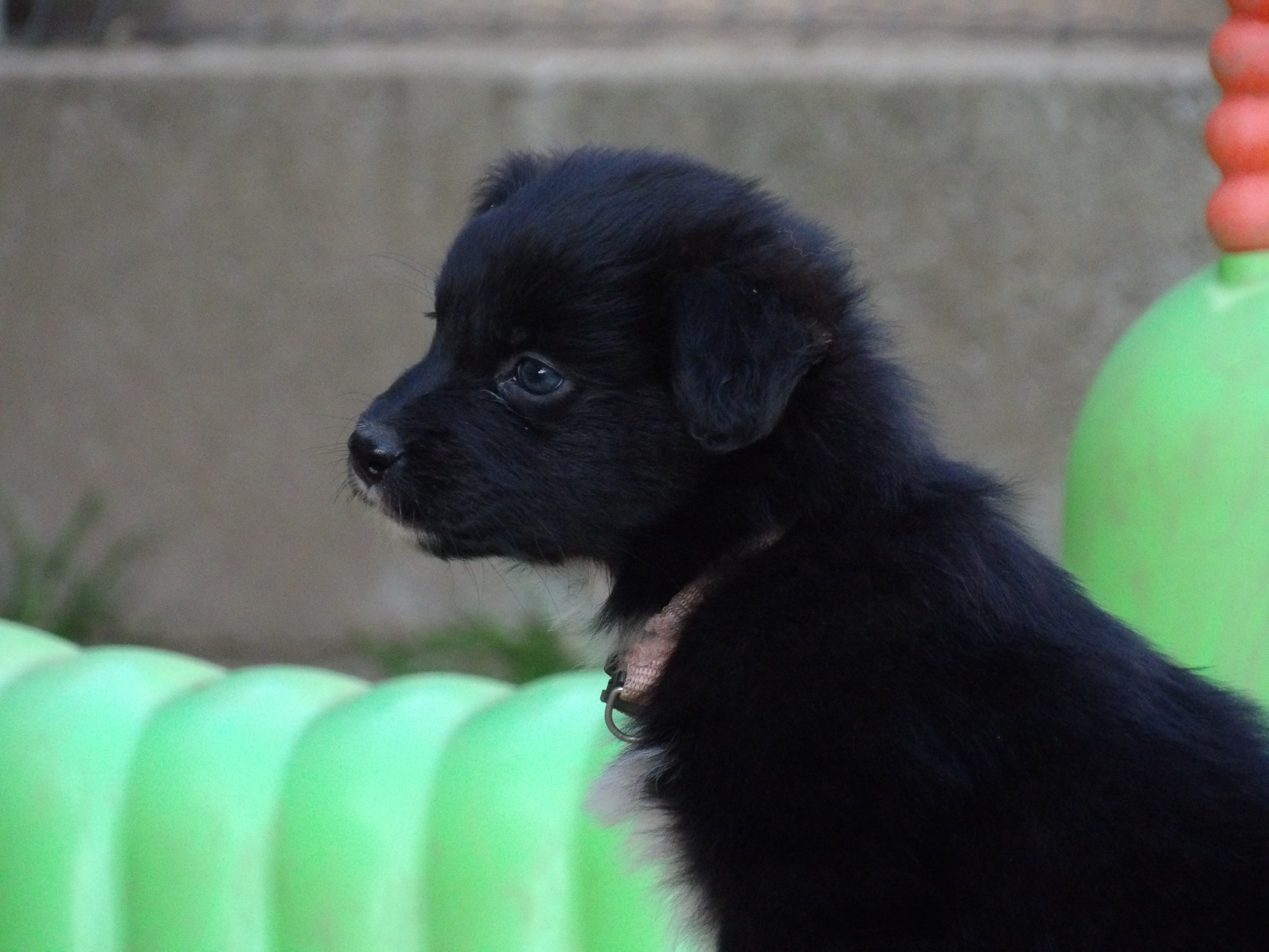 Photo d'un chiot berger australien, issue de la portée de Anastasia et Sherkhan, âgé de 7 semaines.