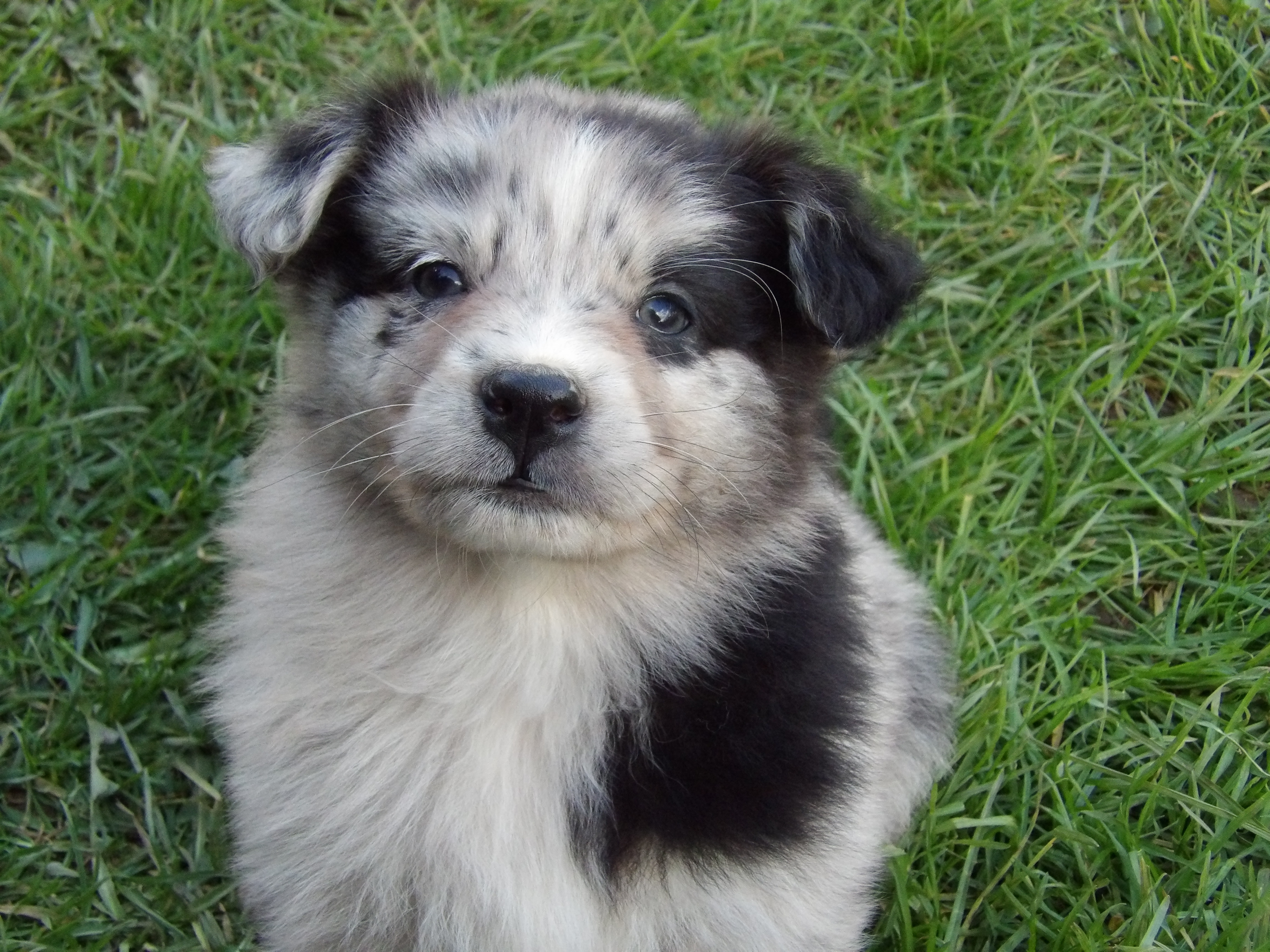 Photo d'un chiot berger australien, issue de la portée de Anastasia et Sherkhan, âgé de 7 semaines.