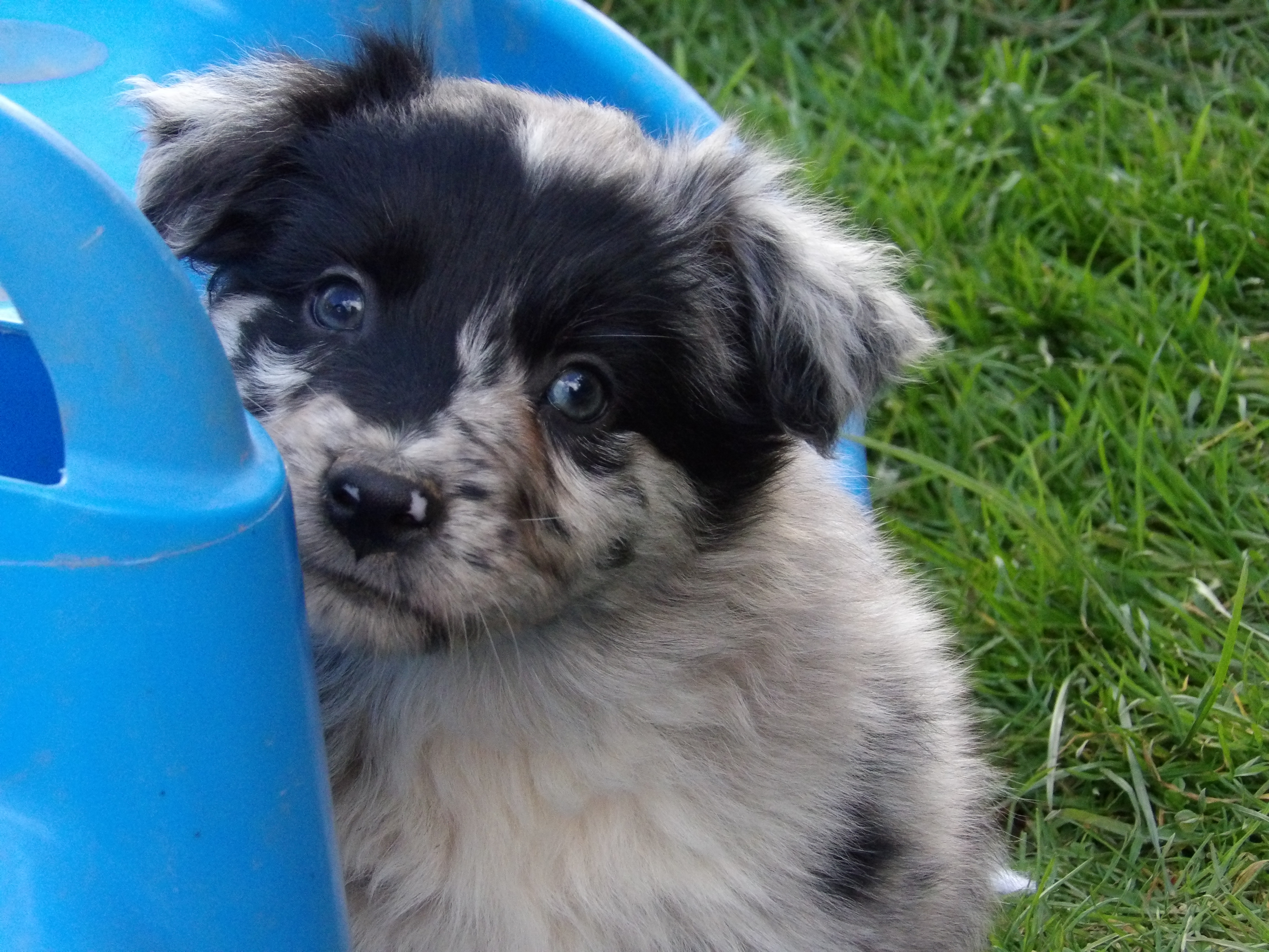 Photo d'un chiot berger australien, issue de la portée de Anastasia et Sherkhan, âgé de 7 semaines.