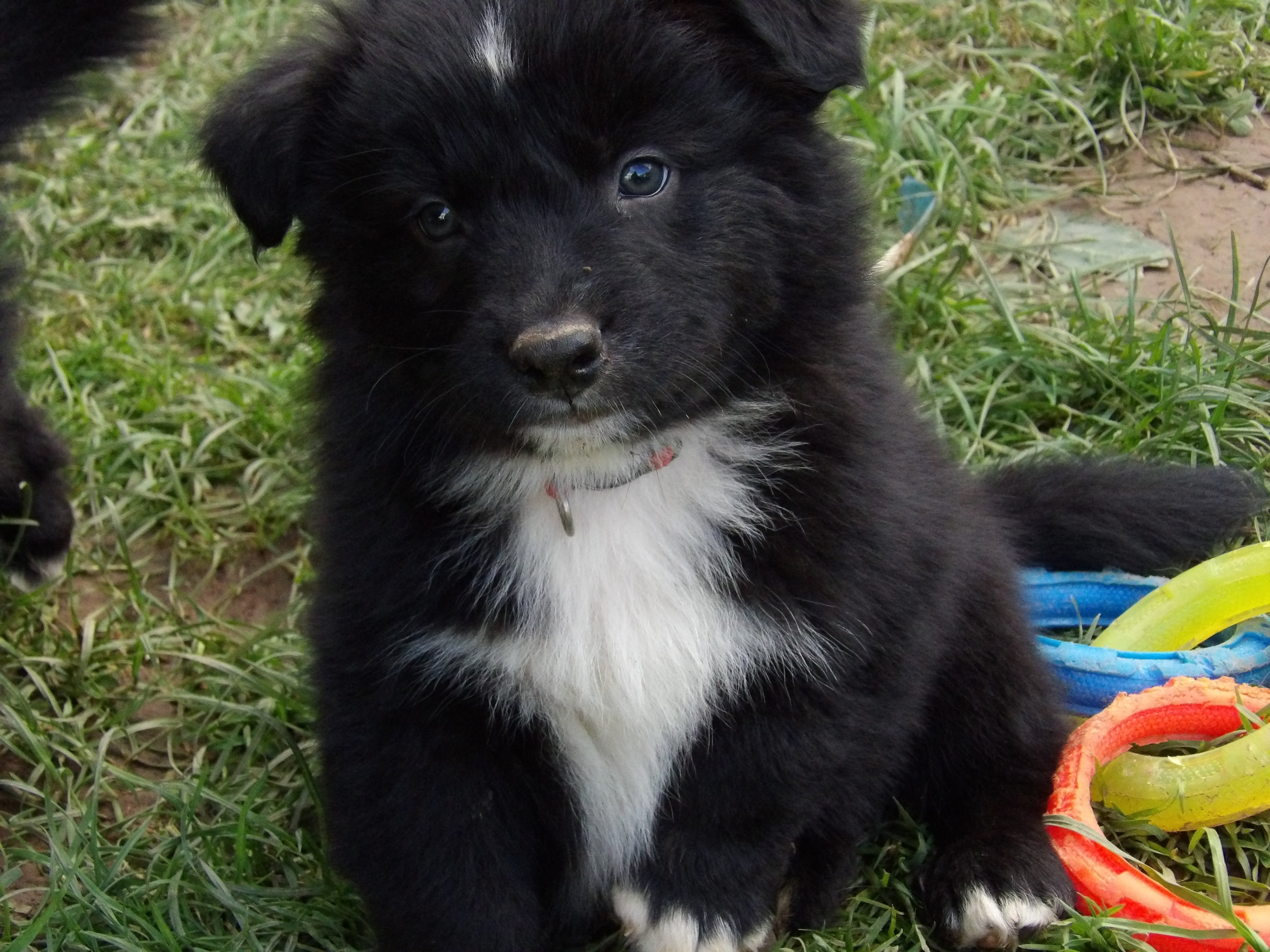 Photo d'un chiot berger australien, issu de la portée de Anastasia et Sherkhan, âgé de 7 semaines.
