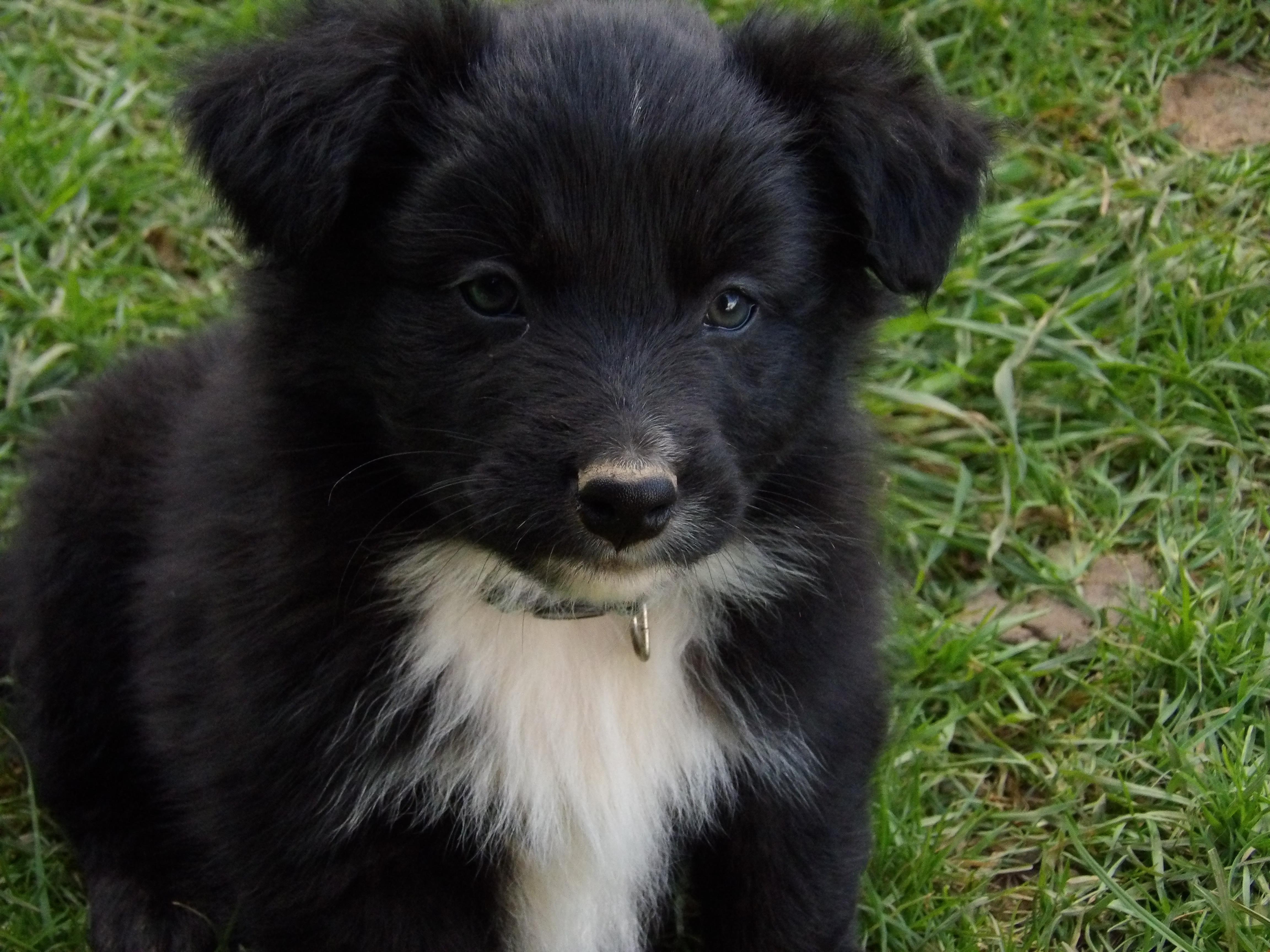 Photo d'un chiot berger australien, issu de la portée de Anastasia et Sherkhan, âgé de 7 semaines.