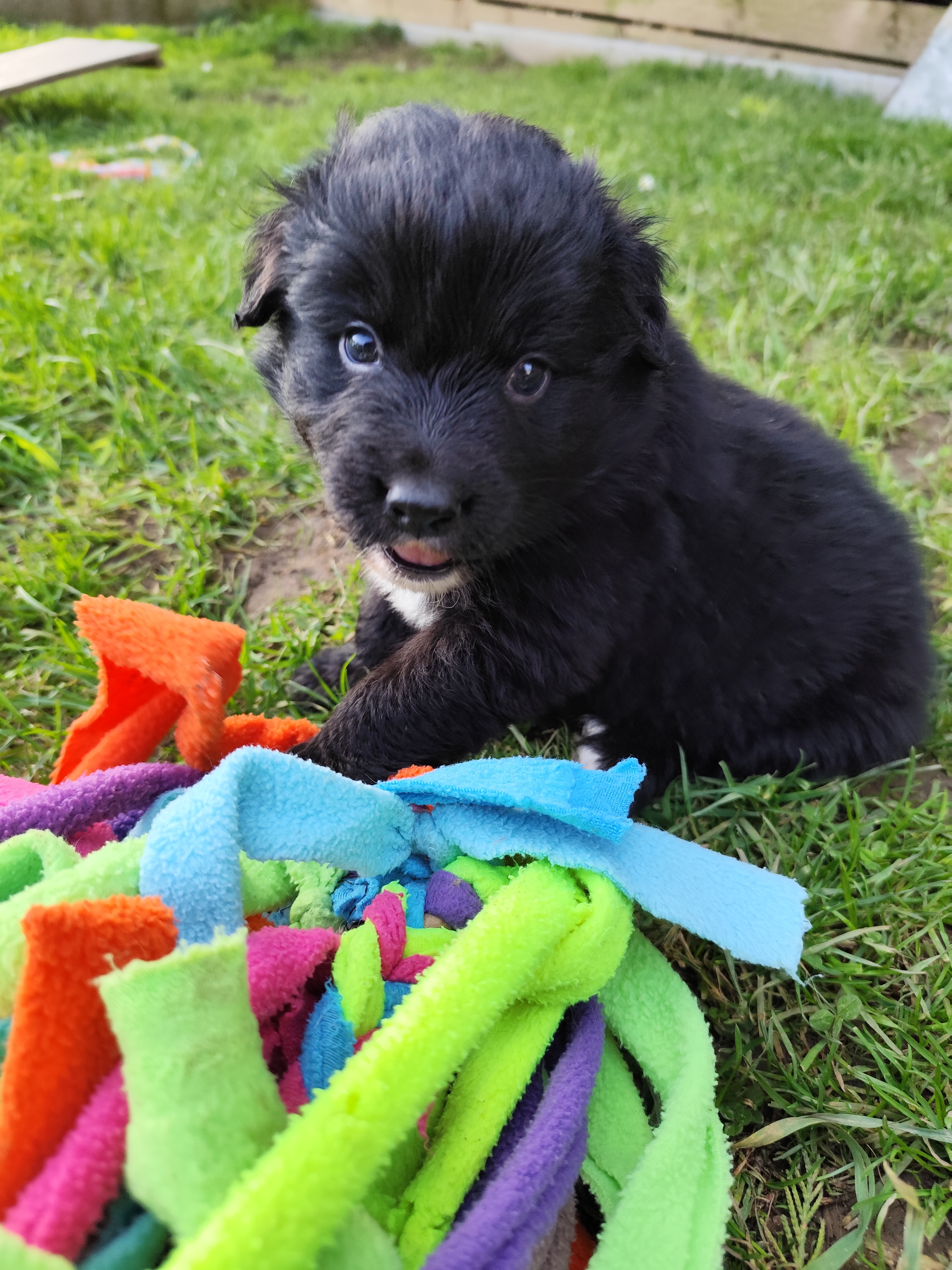 Photo d'un chiot berger australien, issu de la portée de Anastasia et Sherkhan, âgé de 5 semaines.