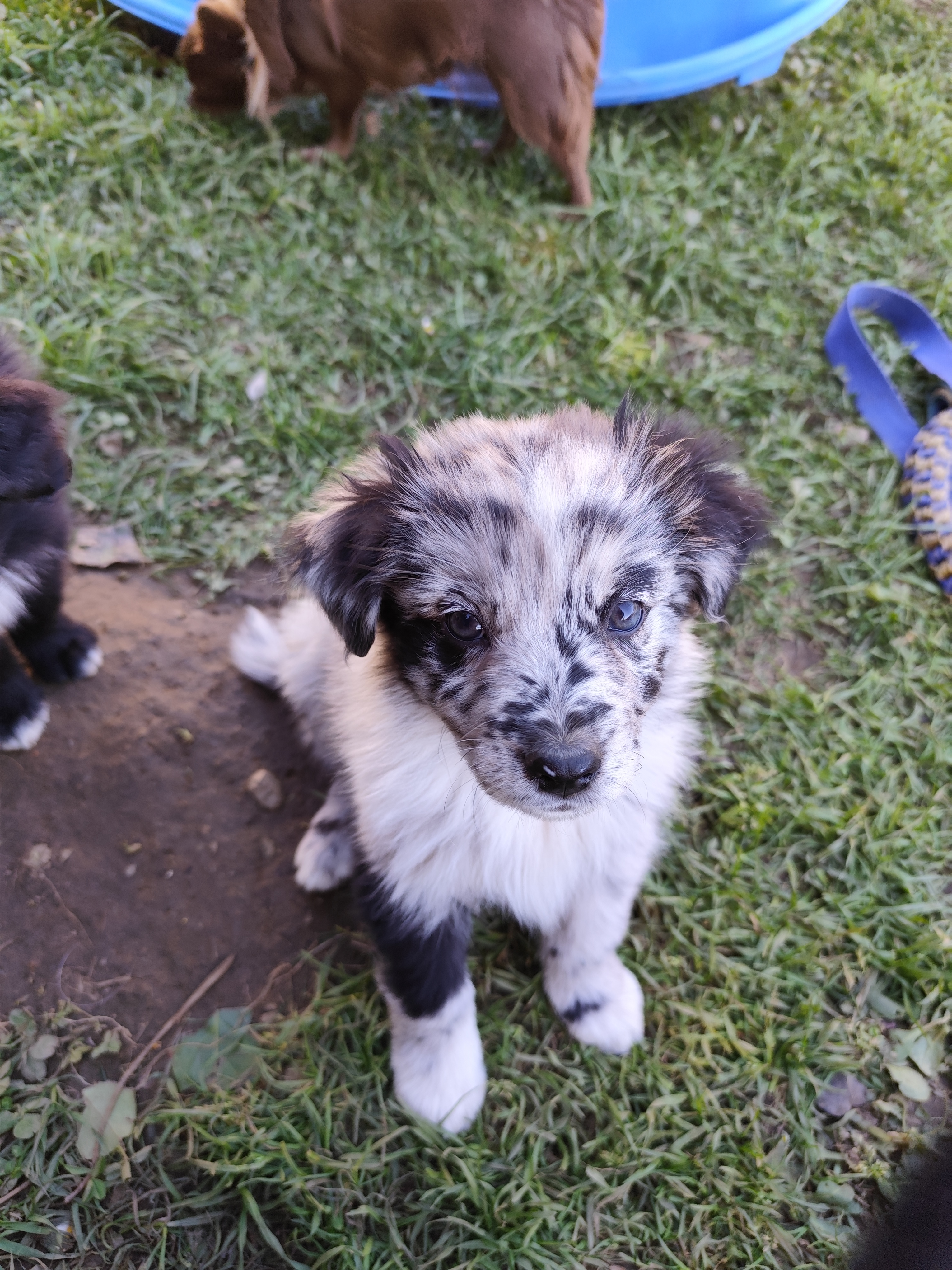 Photo d'un chiot berger australien, issue de la portée de Anastasia et Sherkhan, âgé de 7 semaines.