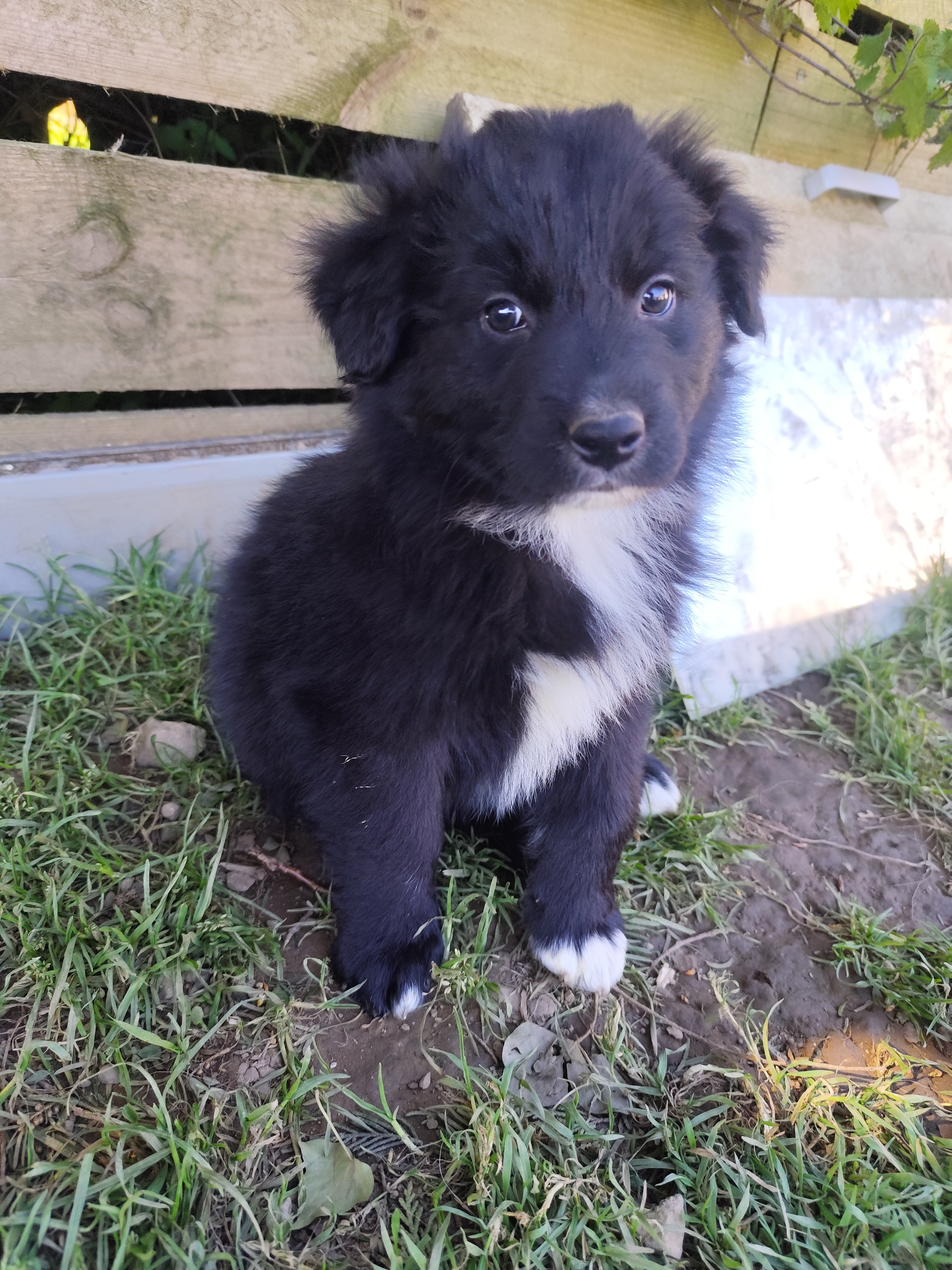 Photo d'un chiot berger australien, issu de la portée de Anastasia et Sherkhan, âgé de 7 semaines.