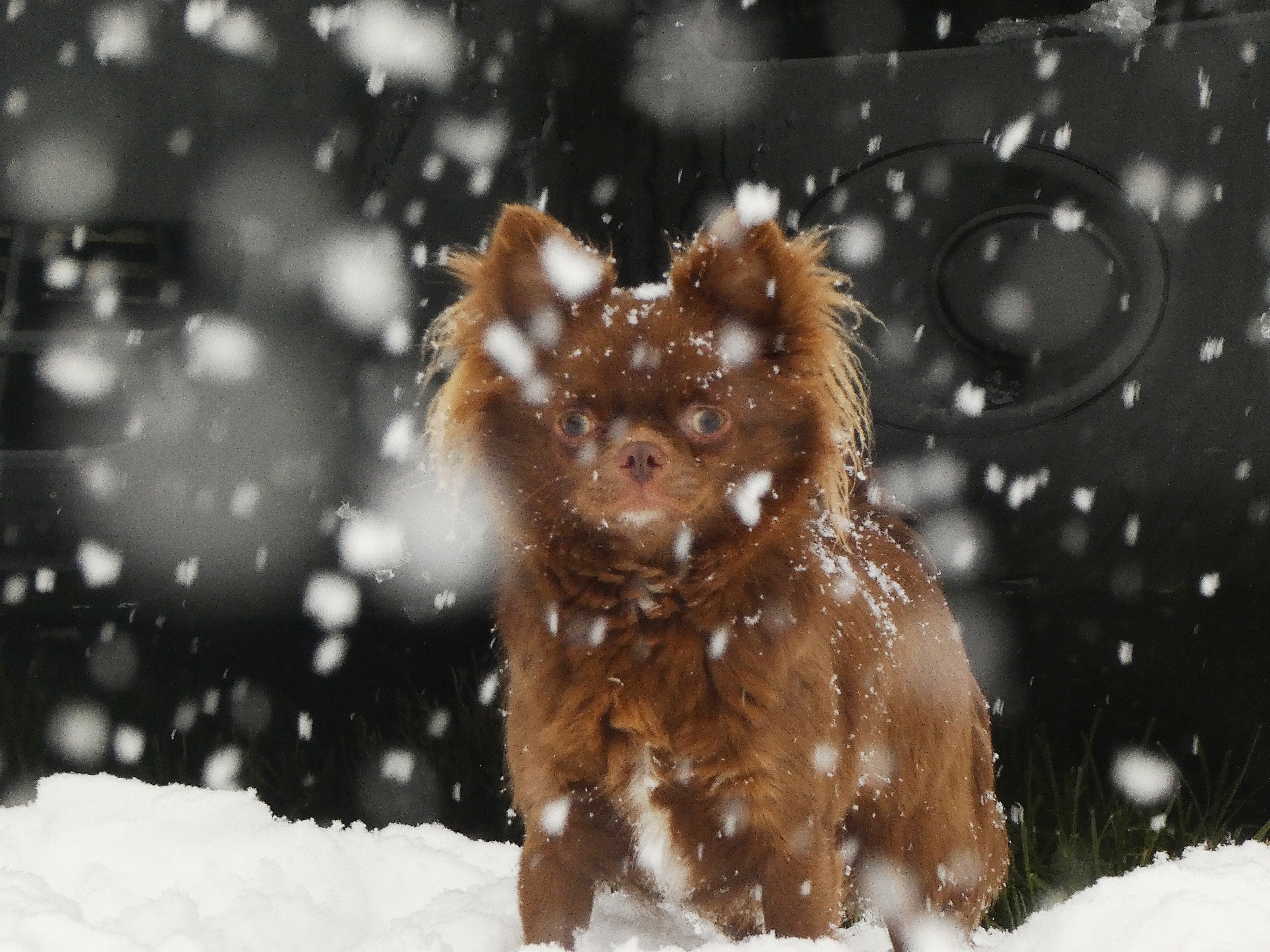 Photo de Bambi, chihuahua chocolat.