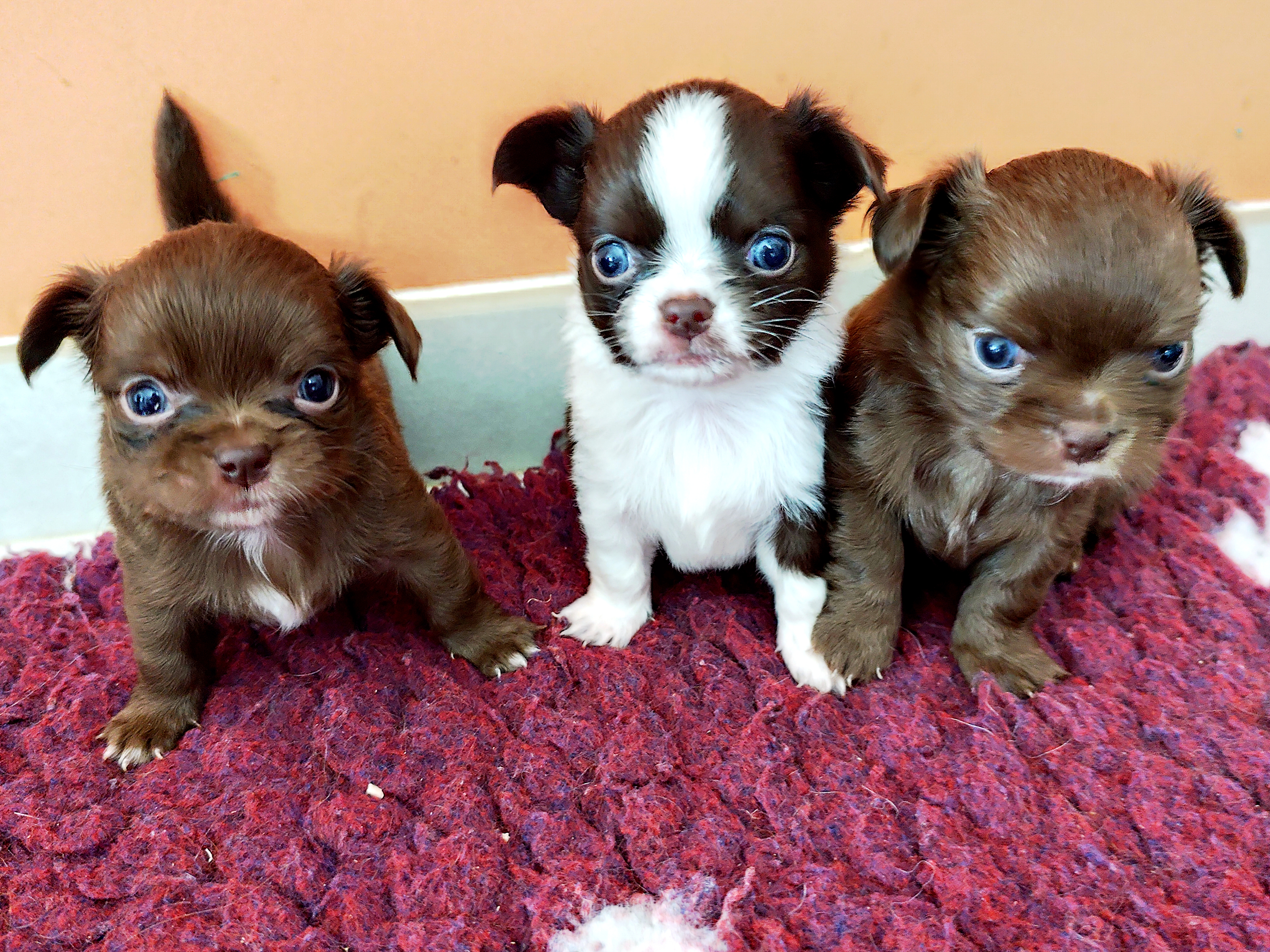 Photo de 3 chiots chihuahuas les uns à côté des autres