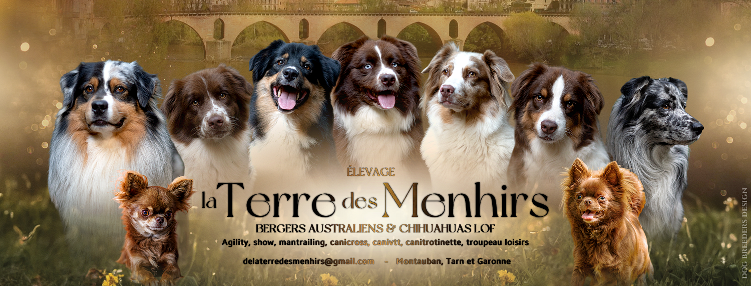 Bannière représentant les bergers australiens de l'élevage.
