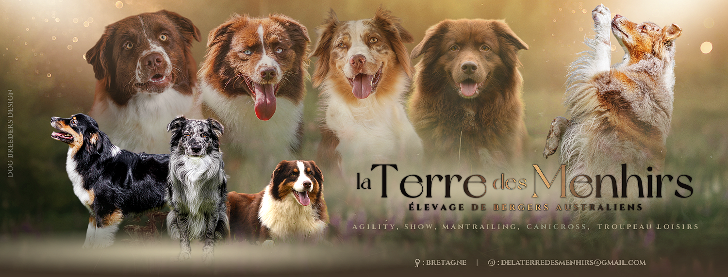 Bannière Bannière représentant les bergers australiens de l'élevage.