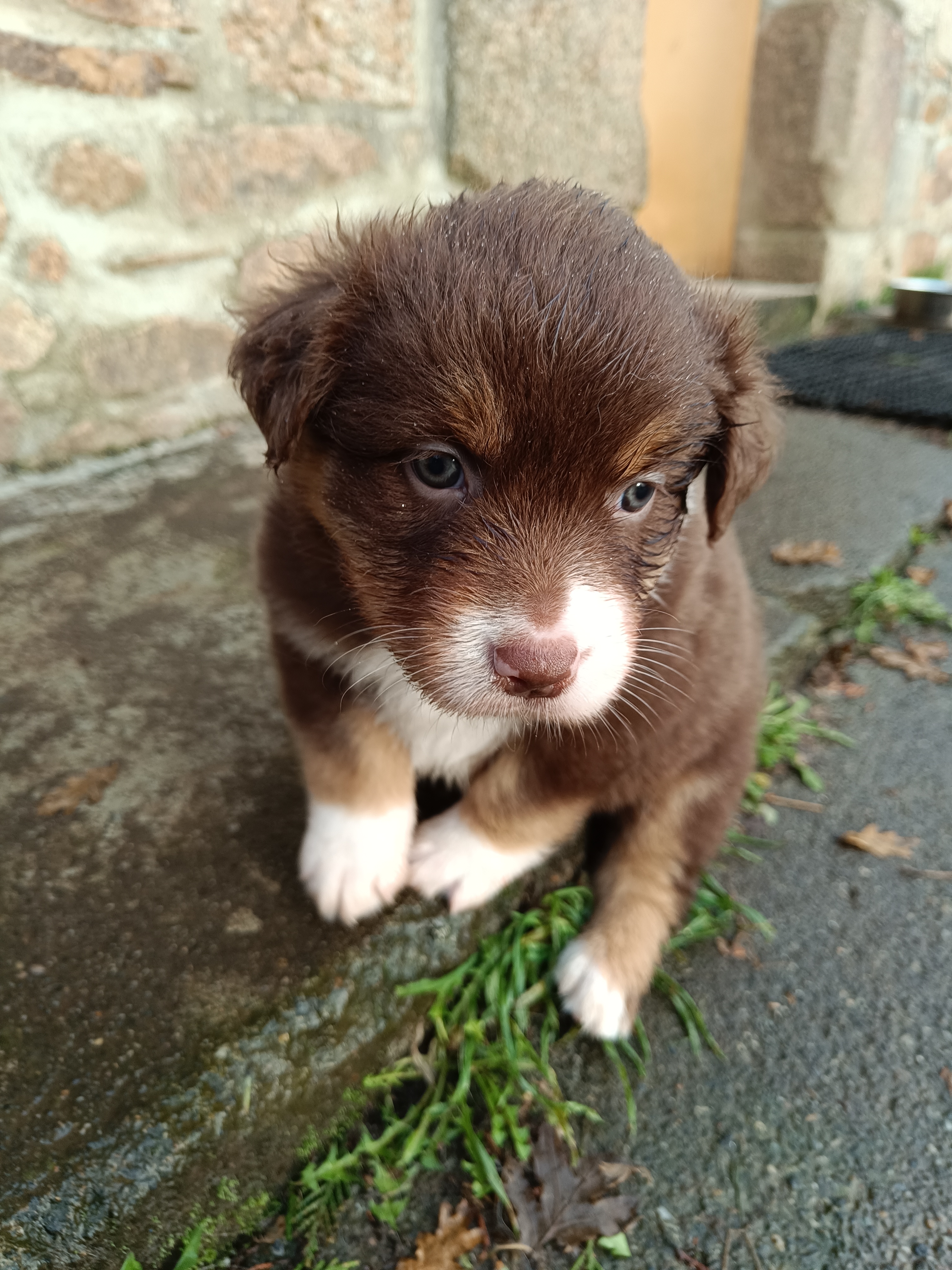 Femelle rouge de 5 semaines Photo d'un chiot berger australien, issue de la portée de Daisy et Simba, âgé de 5 semaines.