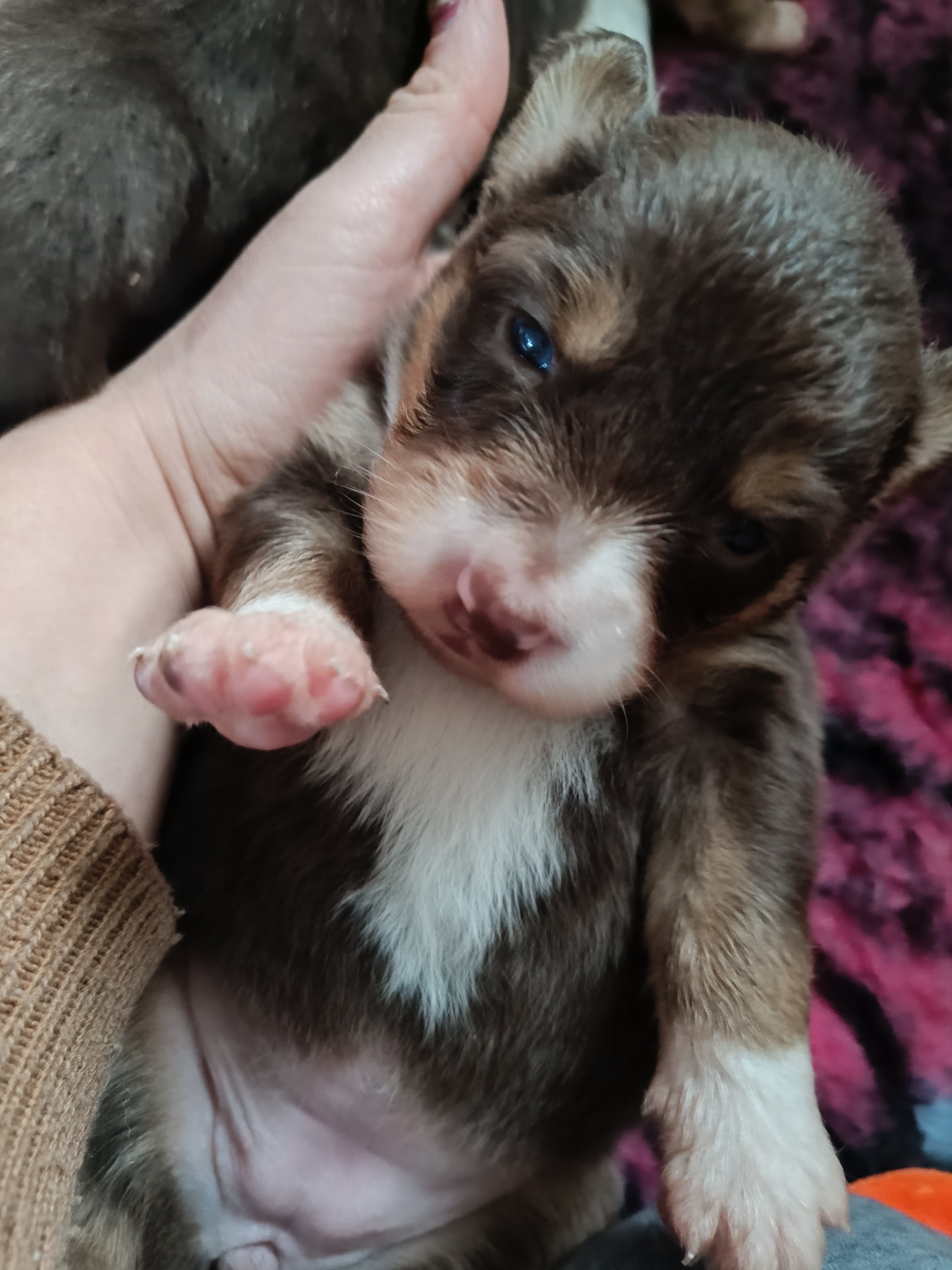 Femelle rouge de 2 semaines Photo d'un chiot berger australien, issue de la portée de Daisy et Simba, âgé de 2 semaines.