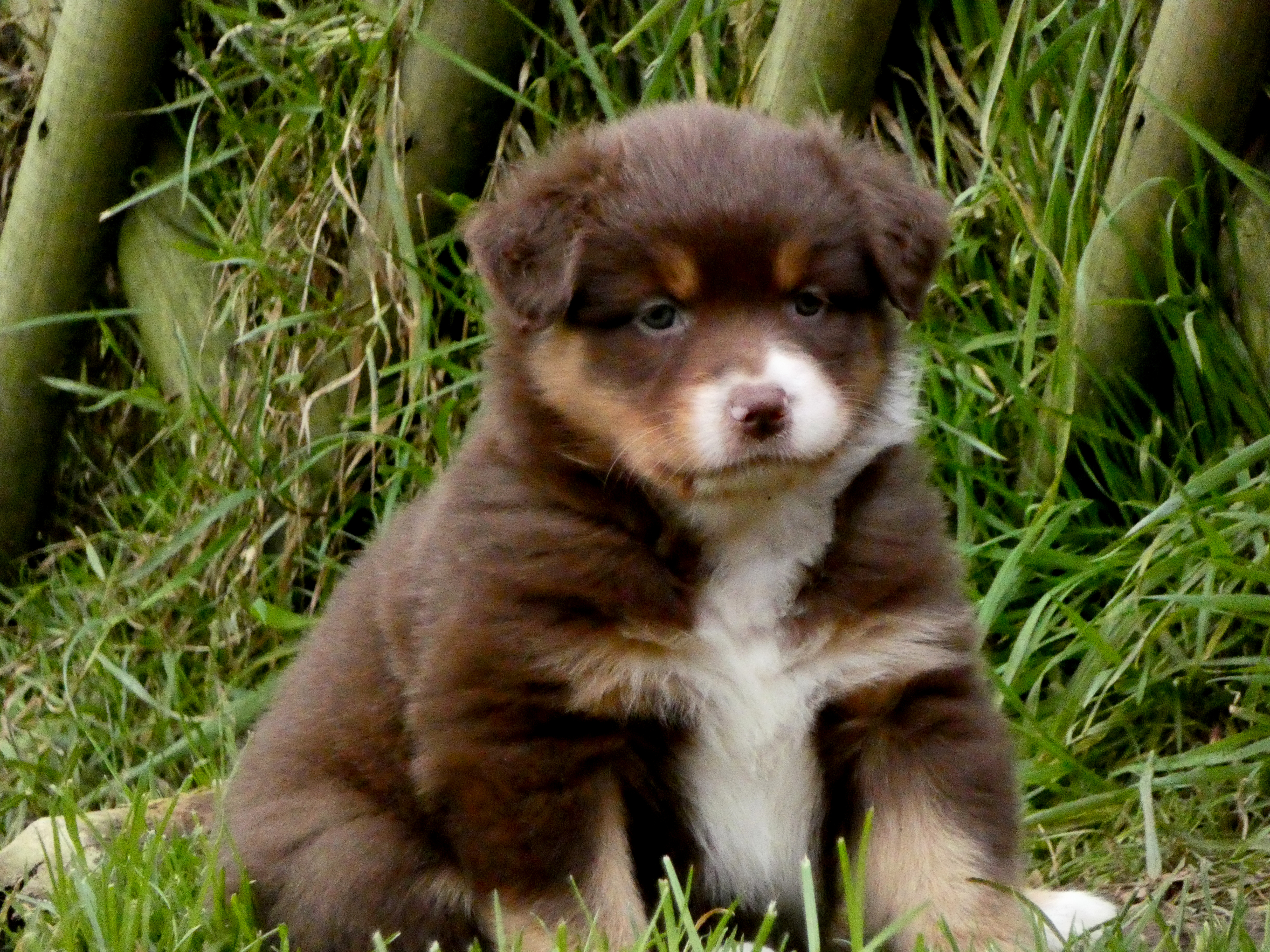 Photo d'un chiot berger australien, issue de la portée de Daisy et Simba, âgé de 5 semaines.