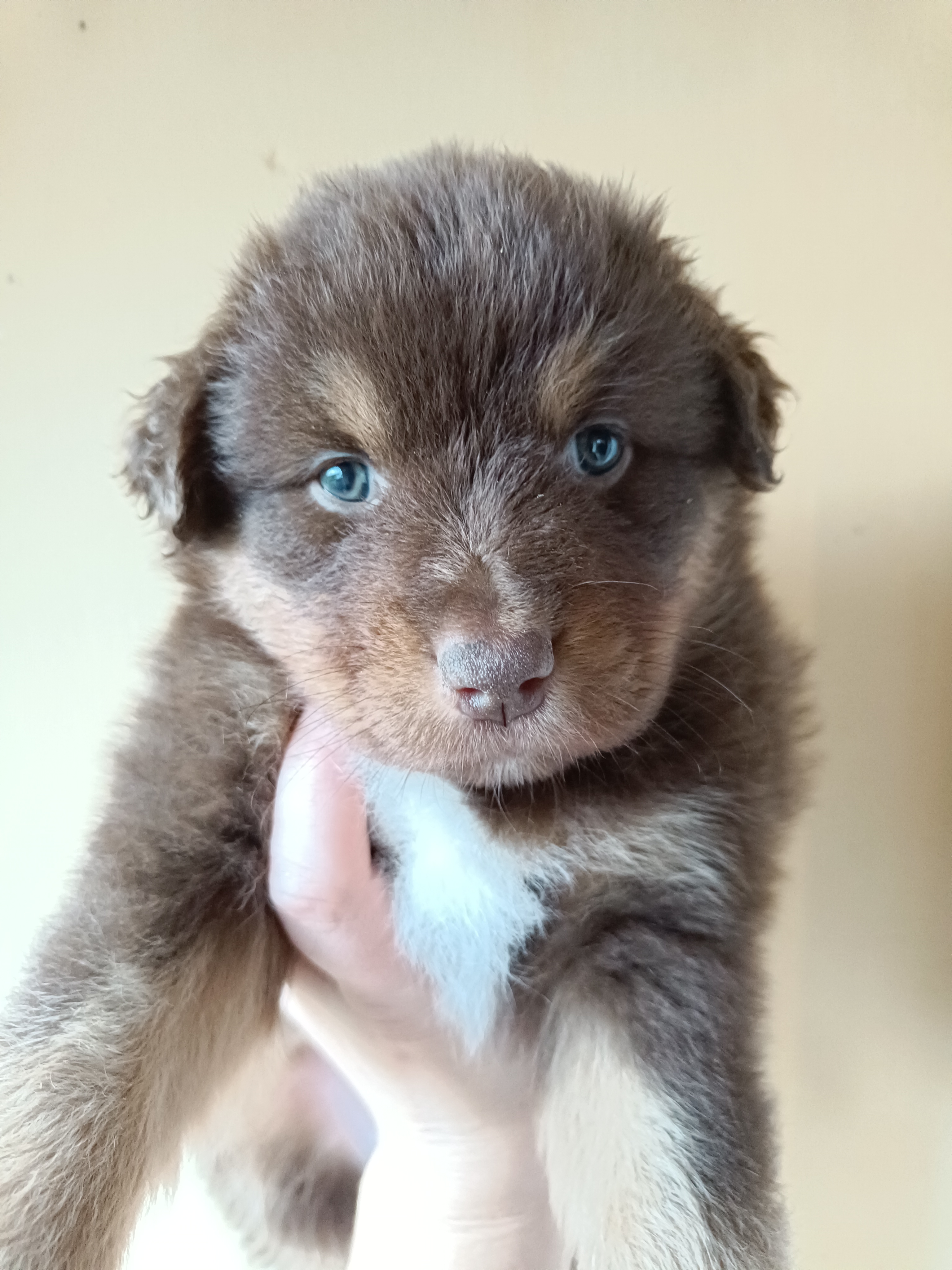 Mâle rouge de 5 semaines Photo d'un chiot berger australien, issue de la portée de Daisy et Simba, âgé de 5 semaines.