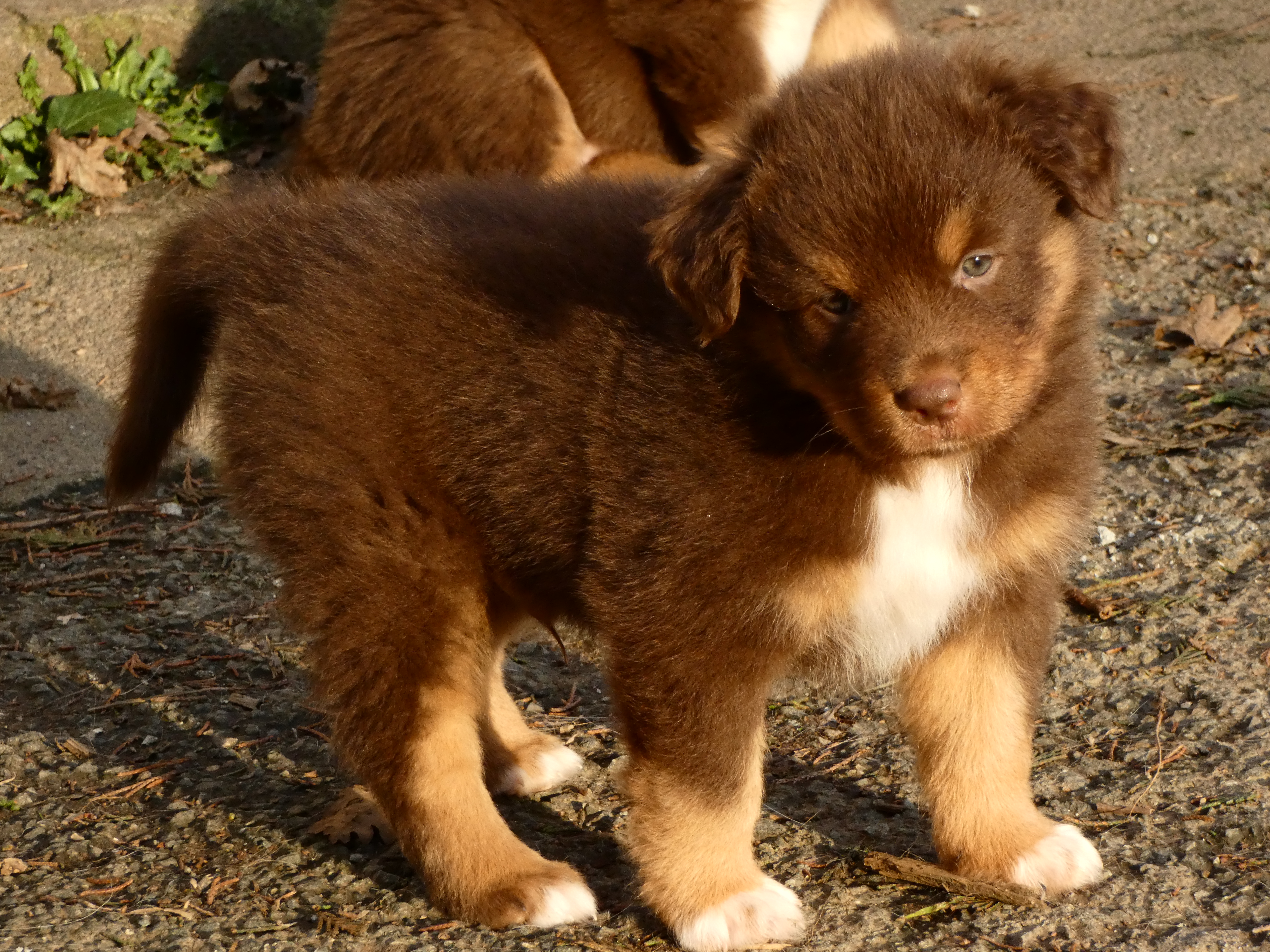 Photo d'un chiot berger australien, issue de la portée de Daisy et Simba, âgé de 5 semaines.