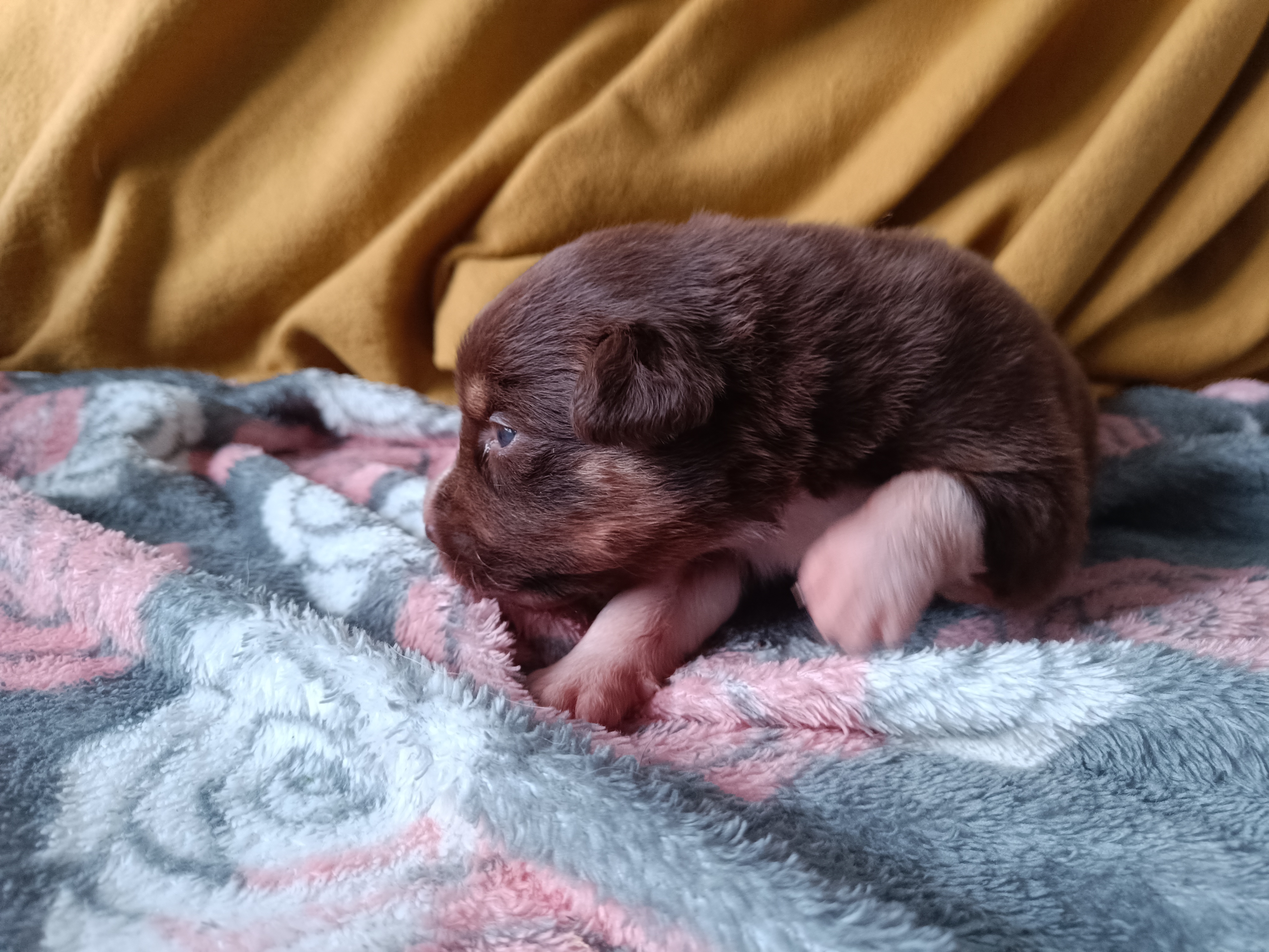 Femelle rouge de 2 semaines Photo d'un chiot berger australien, issue de la portée de Daisy et Simba, âgé de 2 semaines.