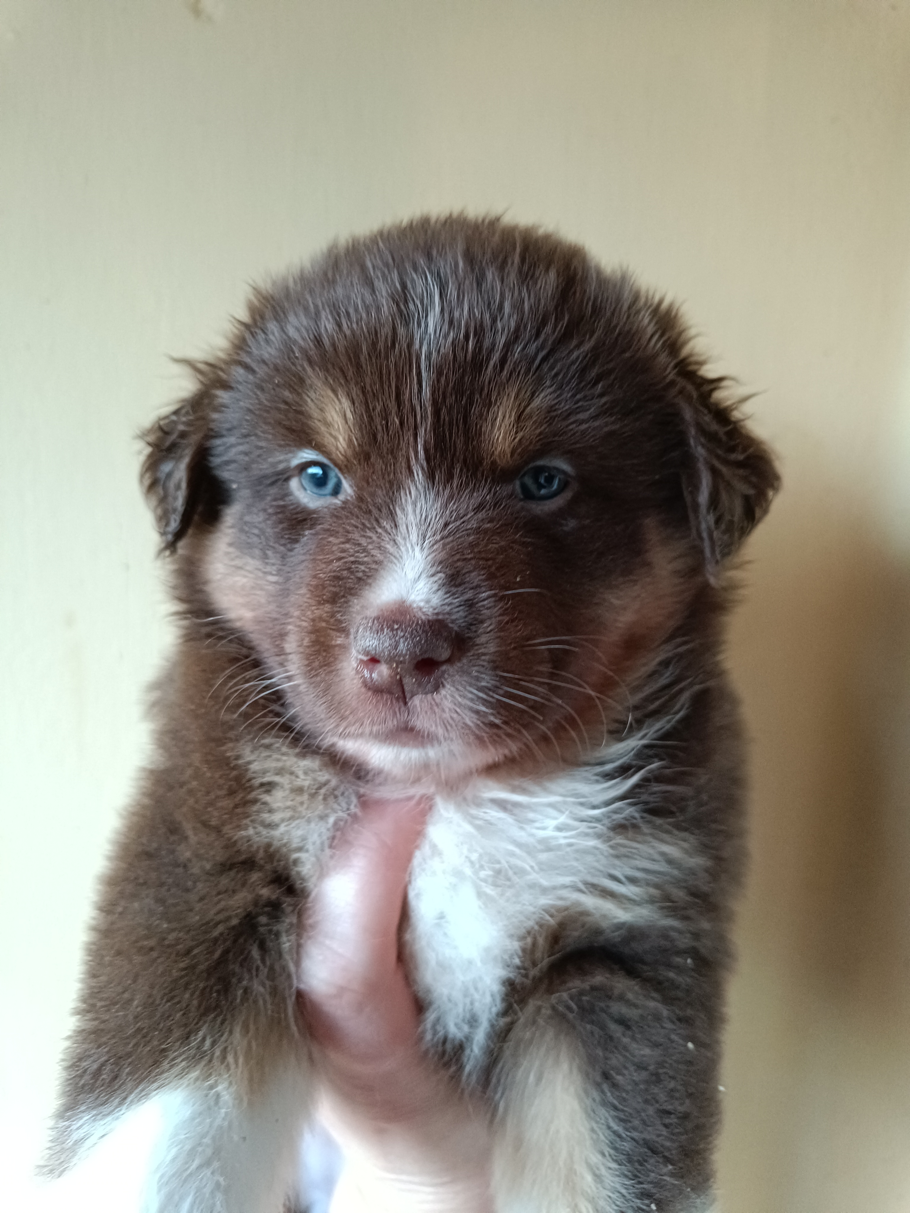 Femelle rouge de 5 semaines Photo d'un chiot berger australien, issue de la portée de Daisy et Simba, âgé de 5 semaines.