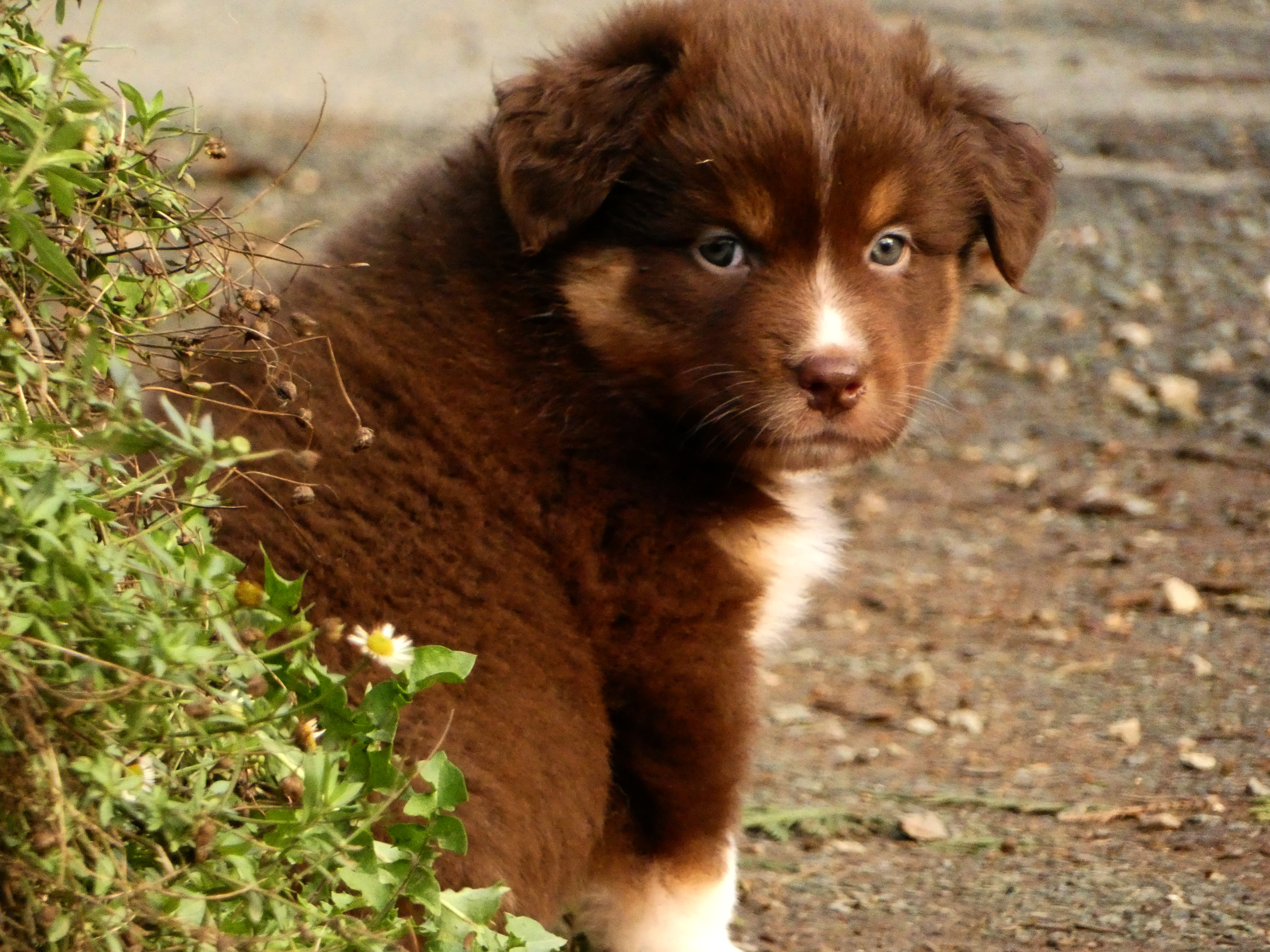 Photo d'un chiot berger australien, issue de la portée de Daisy et Simba, âgé de 5 semaines.
