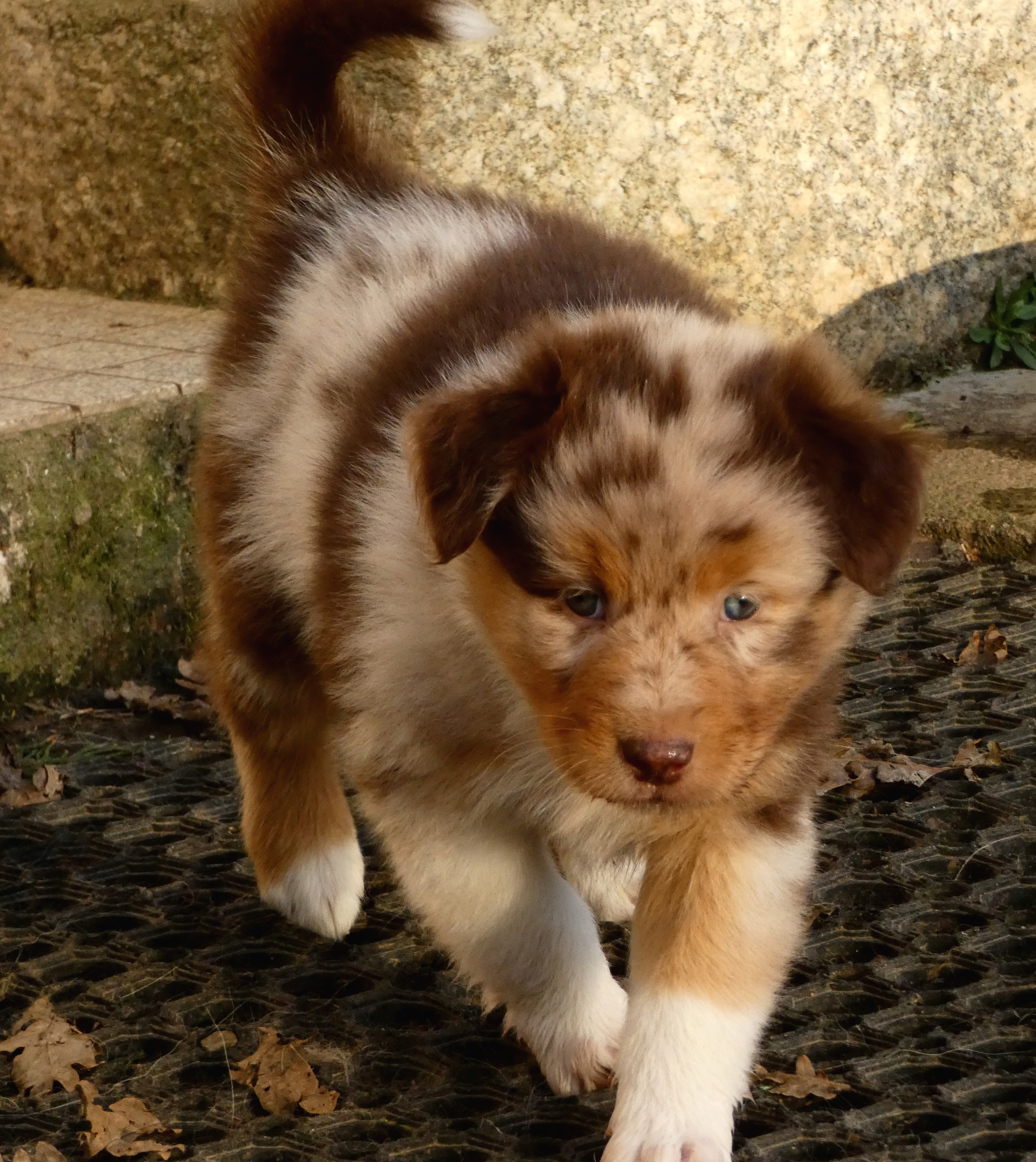 Photo d'un chiot berger australien, issue de la portée de Daisy et Simba, âgé de 5 semaines.