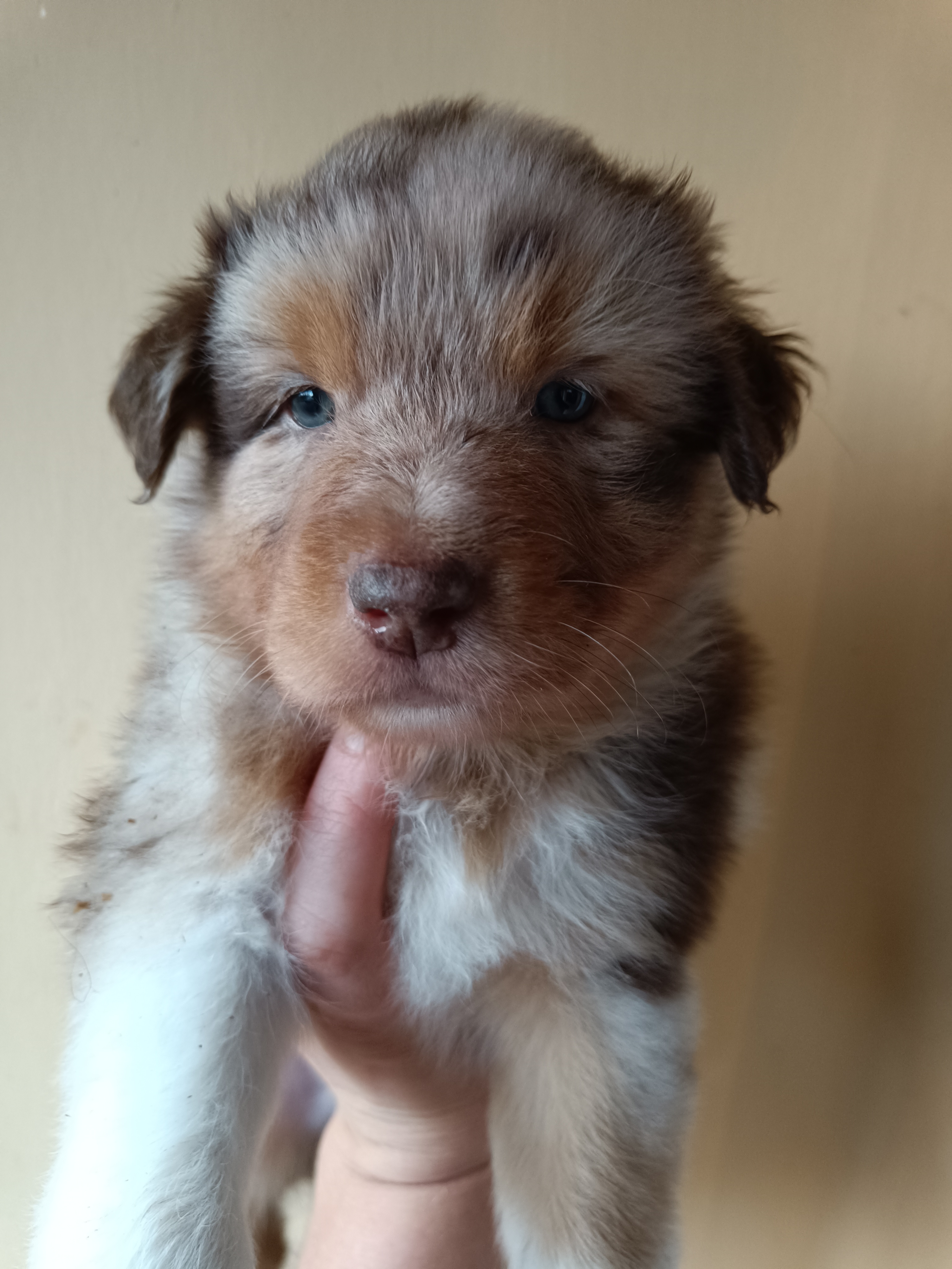 Mâle rouge merle de 5 semaines Photo d'un chiot berger australien, issue de la portée de Daisy et Simba, âgé de 5 semaines.