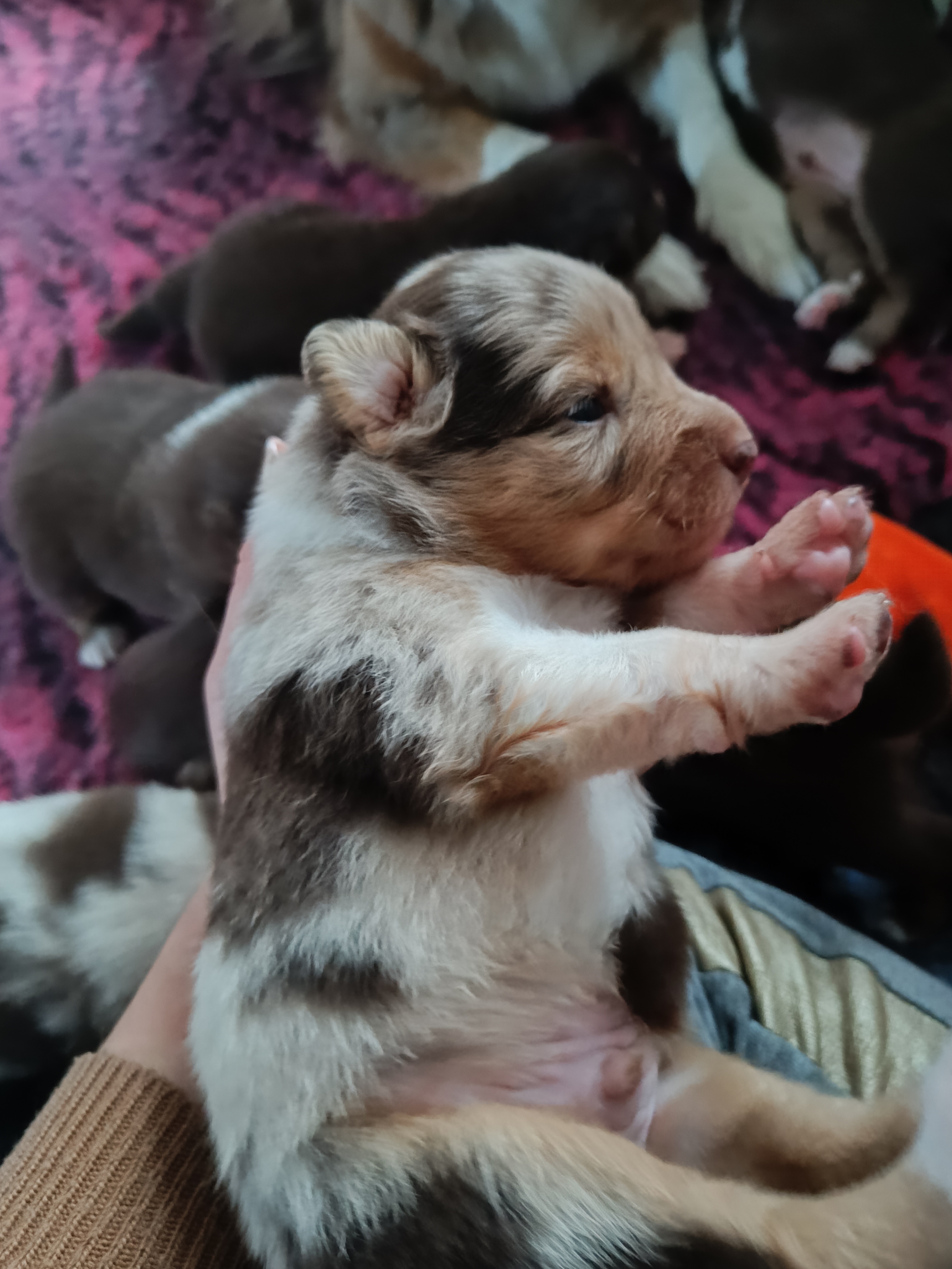 Mâle rouge merle de 5 semaines Photo d'un chiot berger australien, issue de la portée de Daisy et Simba, âgé de 2 semaines.