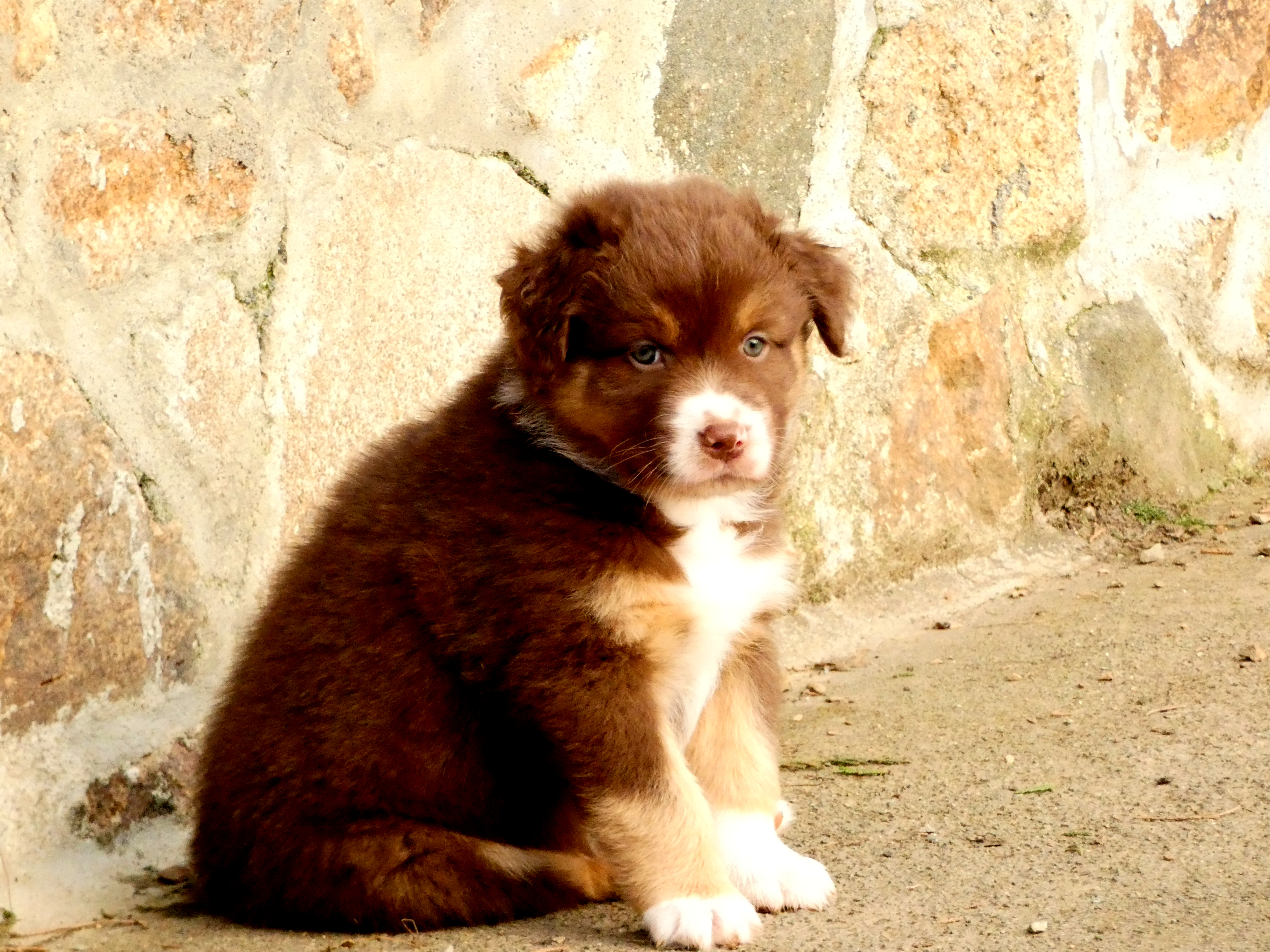 Photo d'un chiot berger australien, issue de la portée de Daisy et Simba, âgé de 5 semaines.