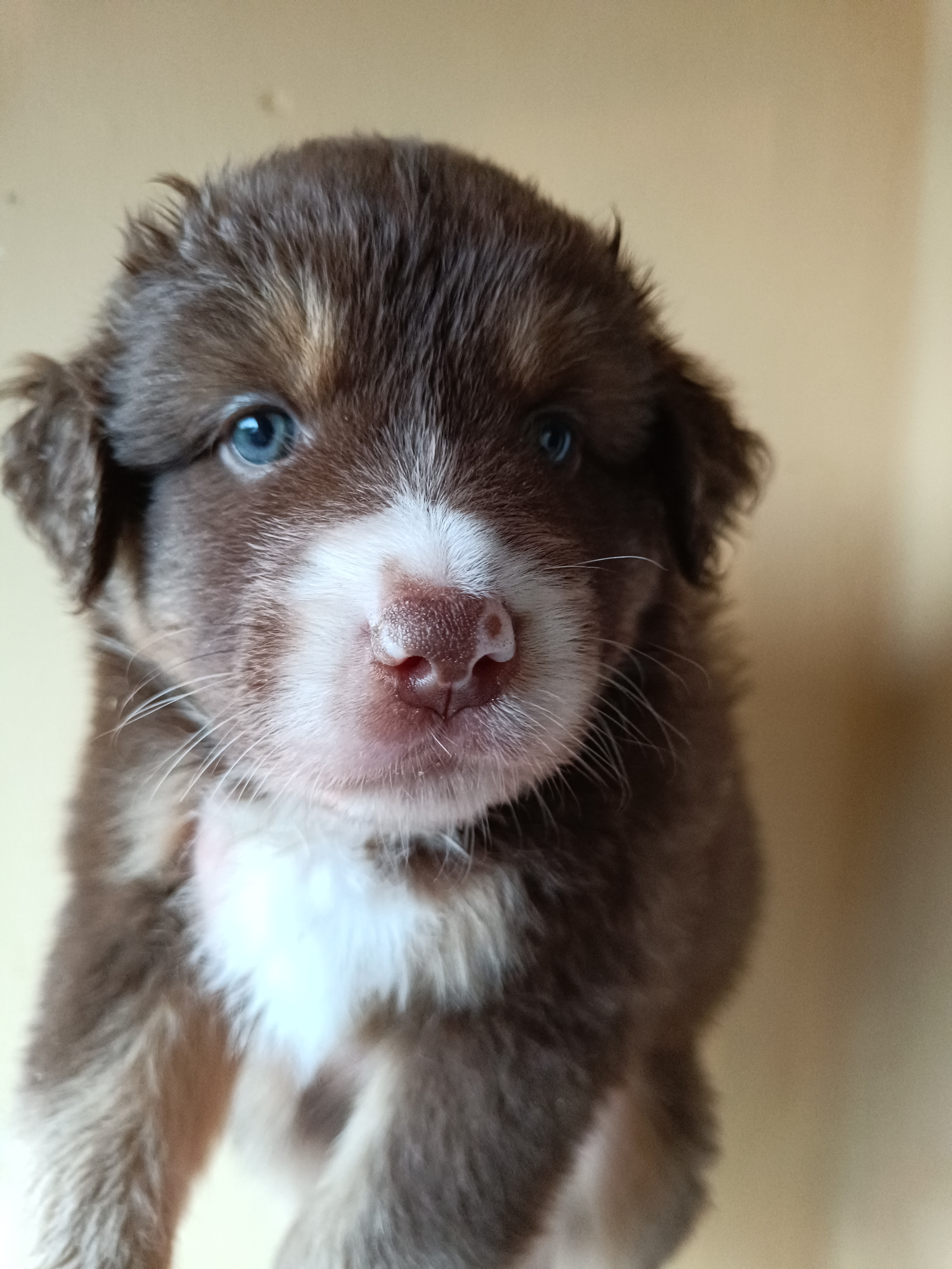 Mâle rouge de 5 semaines Photo d'un chiot berger australien, issue de la portée de Daisy et Simba, âgé de 5 semaines.