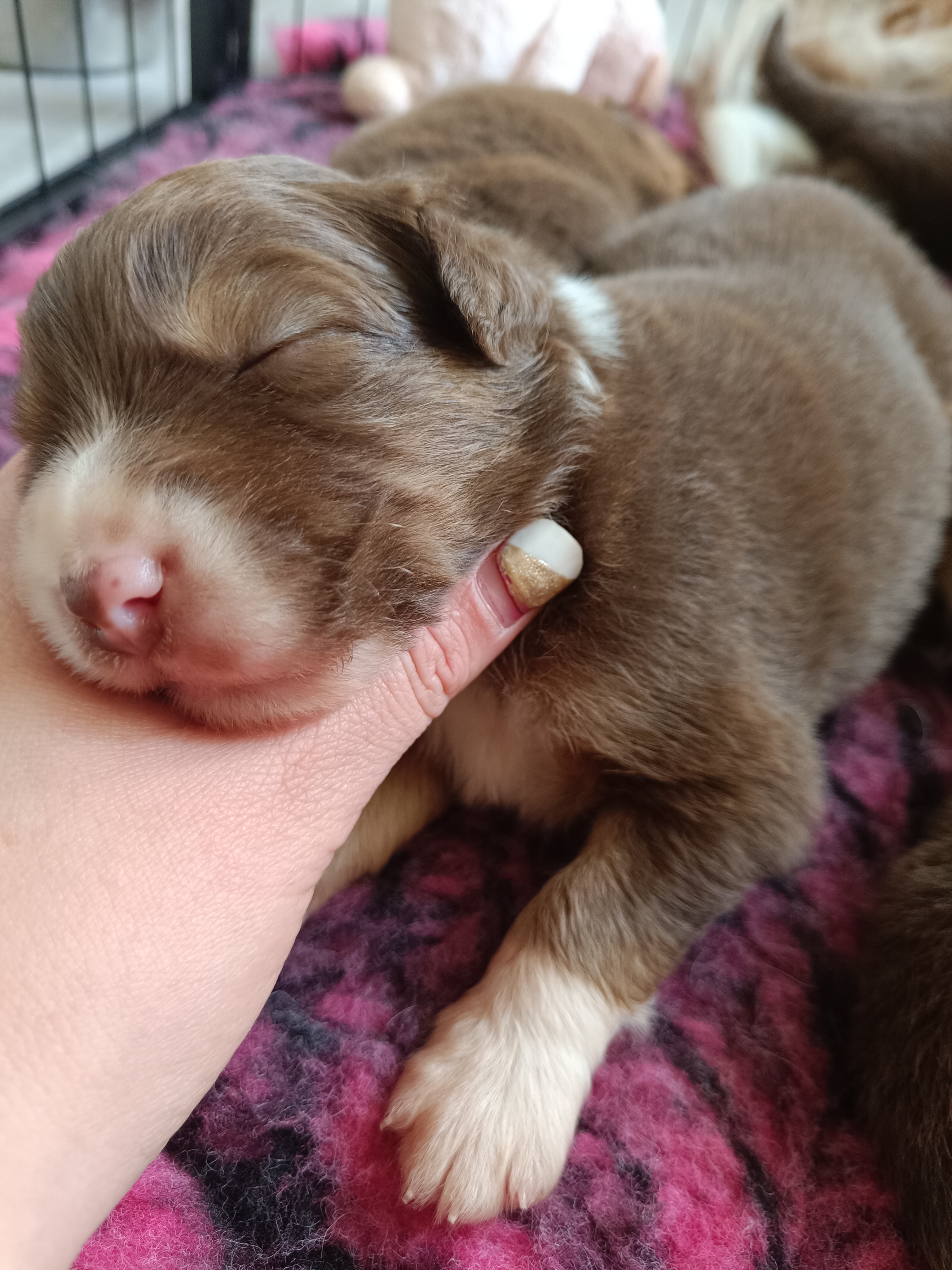 Mâle rouge de 2 semaines Photo d'un chiot berger australien, issue de la portée de Daisy et Simba, âgé de 2 semaines.
