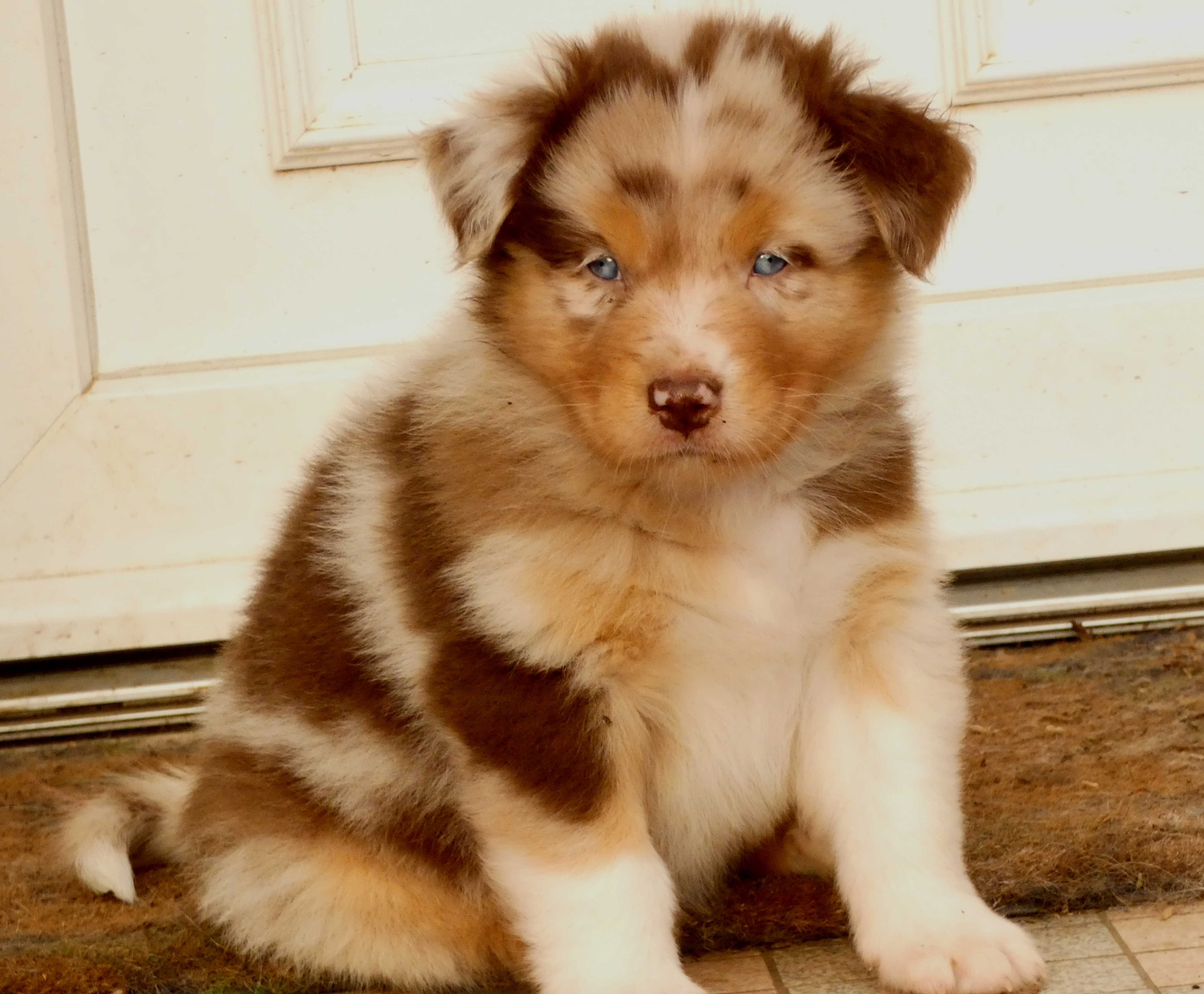 Photo d'un chiot berger australien, issue de la portée de Daisy et Simba, âgé de 5 semaines.