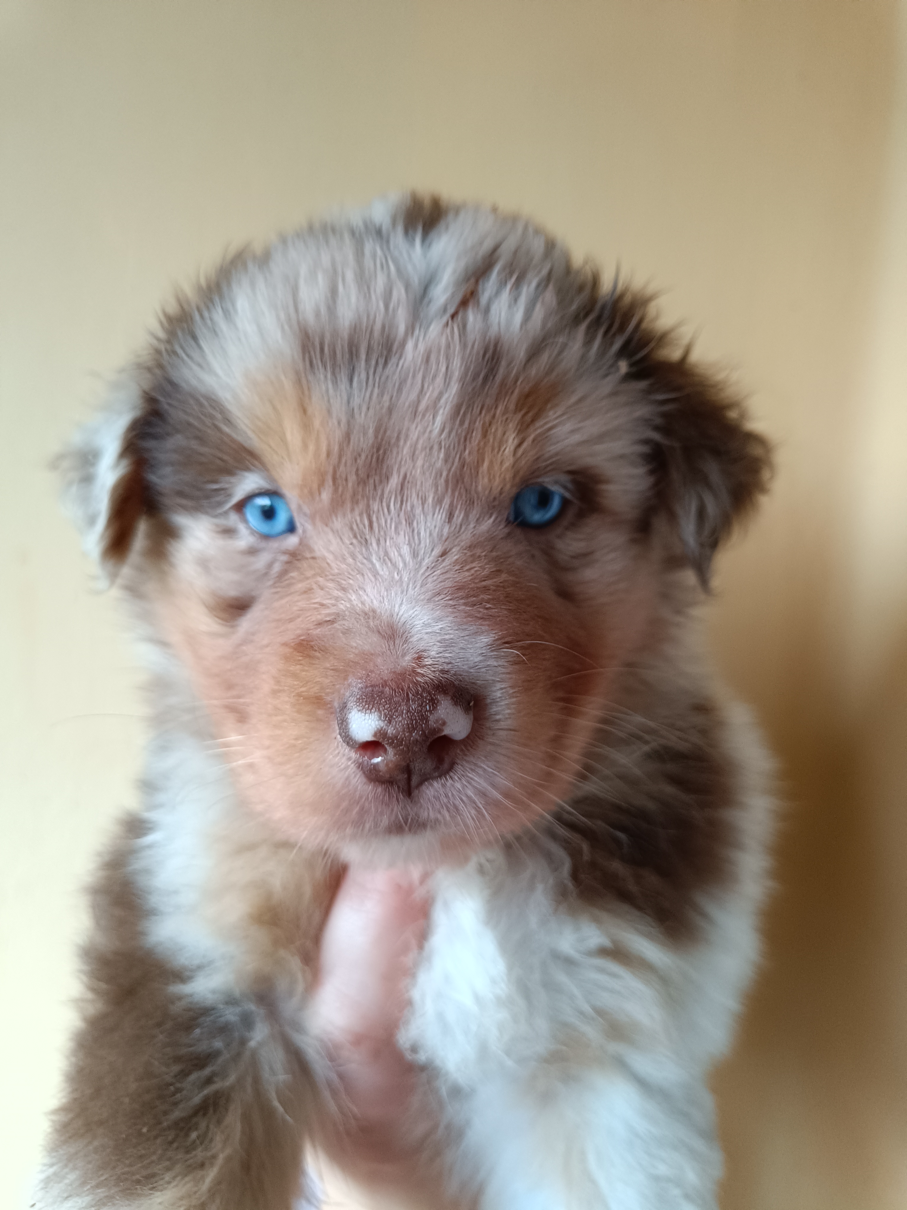 Mâle rouge merle de 5 semaines Photo d'un chiot berger australien, issue de la portée de Daisy et Simba, âgé de 5 semaines.