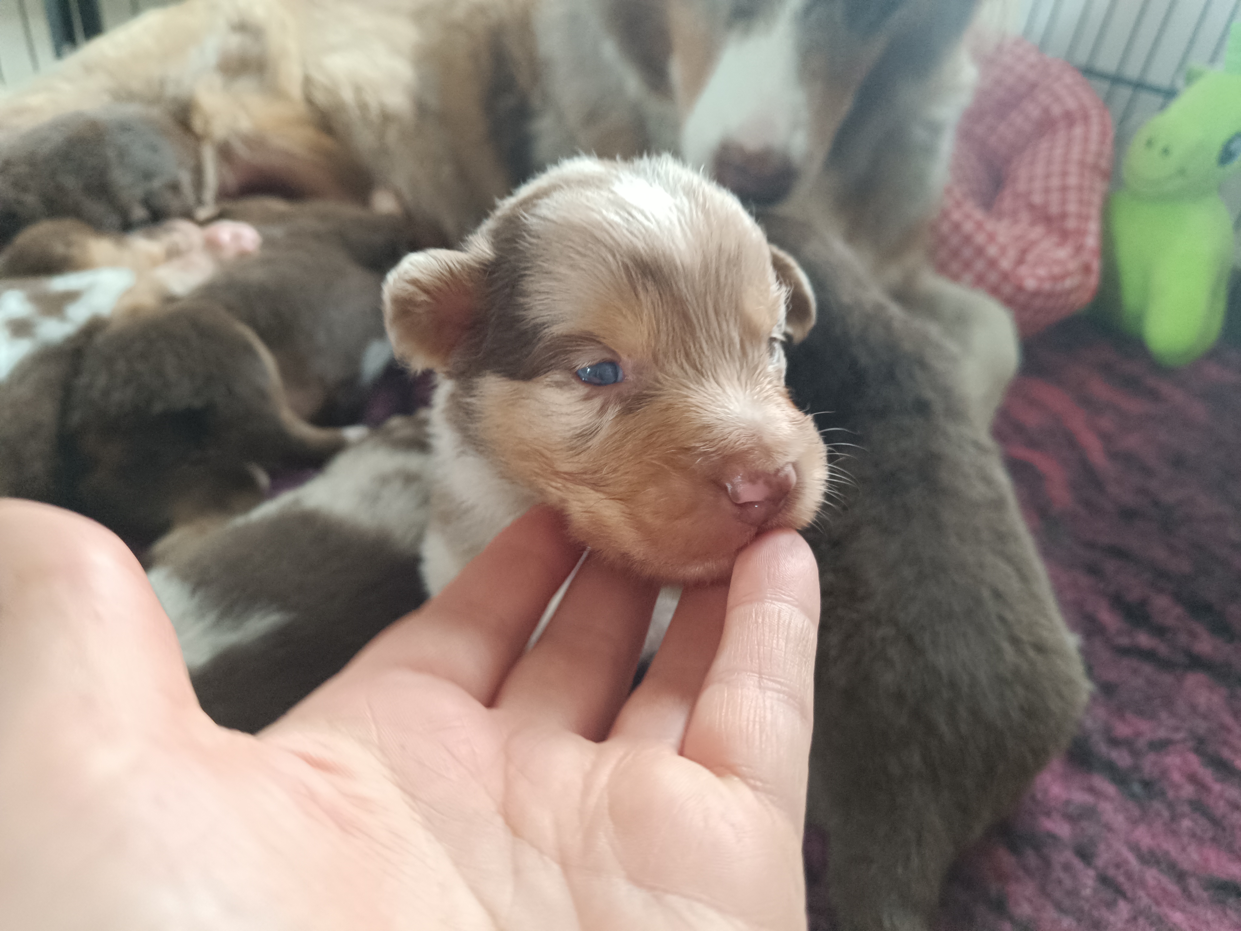 Mâle rouge merle de 2 semaines Photo d'un chiot berger australien, issue de la portée de Daisy et Simba, âgé de 2 semaines.