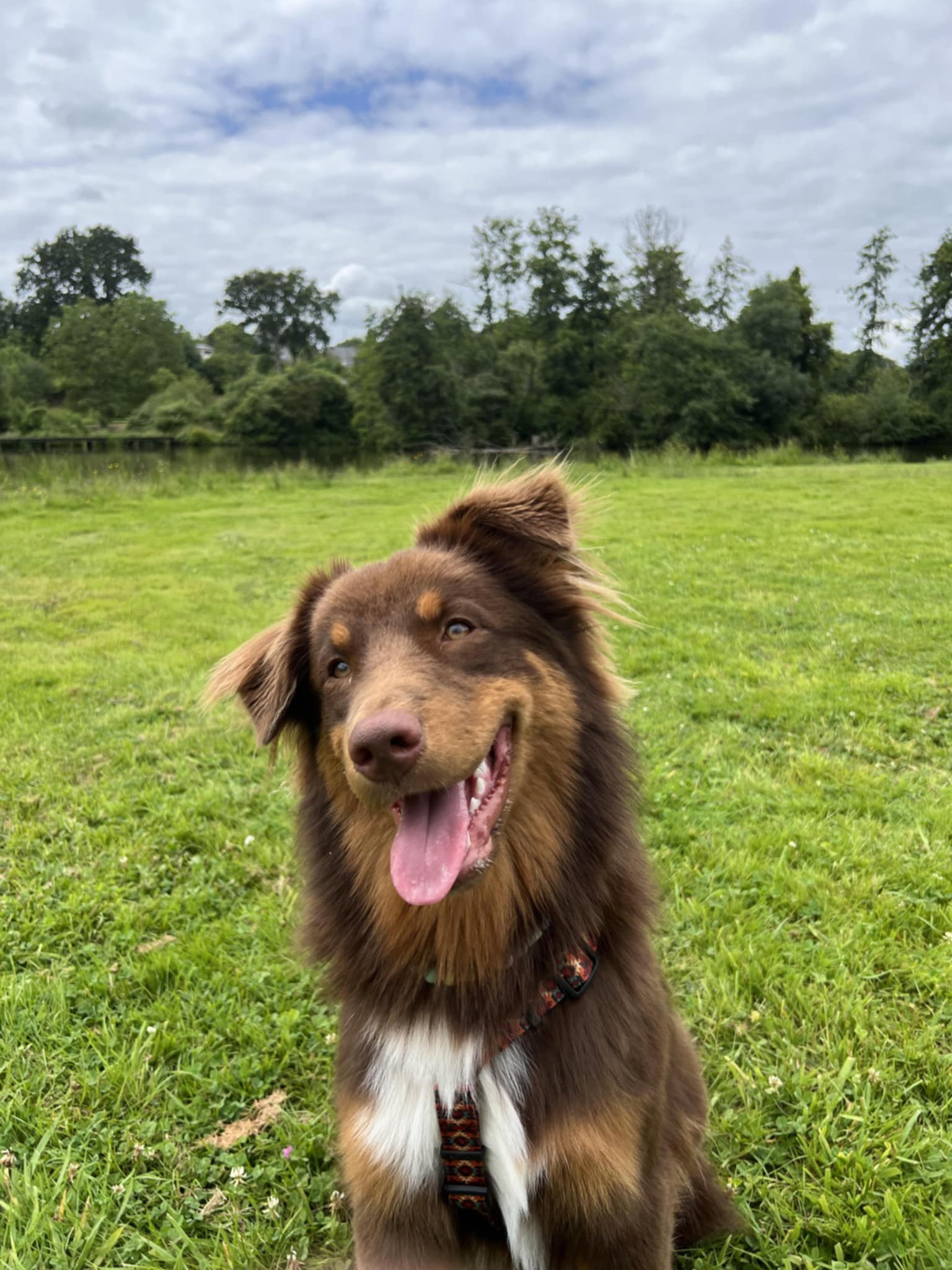 Mâle rouge Photo d'un chiot berger australien, issue de la portée de Daisy et Simba.