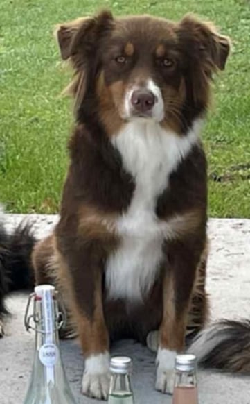 Photo d'un chiot berger australien, issue de la portée de Daisy et Simba.