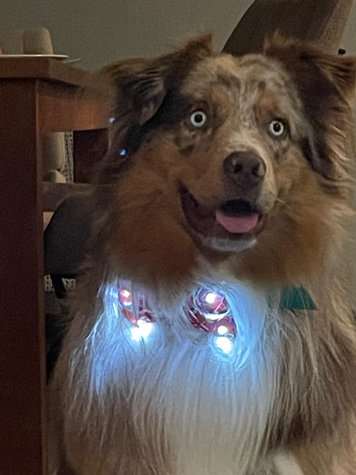 Mâle rouge Photo d'un chiot berger australien, issue de la portée de Daisy et Simba.