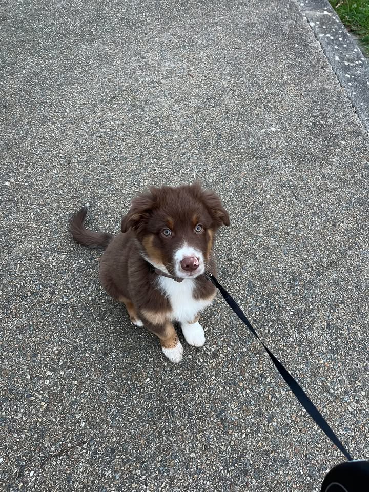 Photo d'un chiot berger australien, issue de la portée de Daisy et Simba.