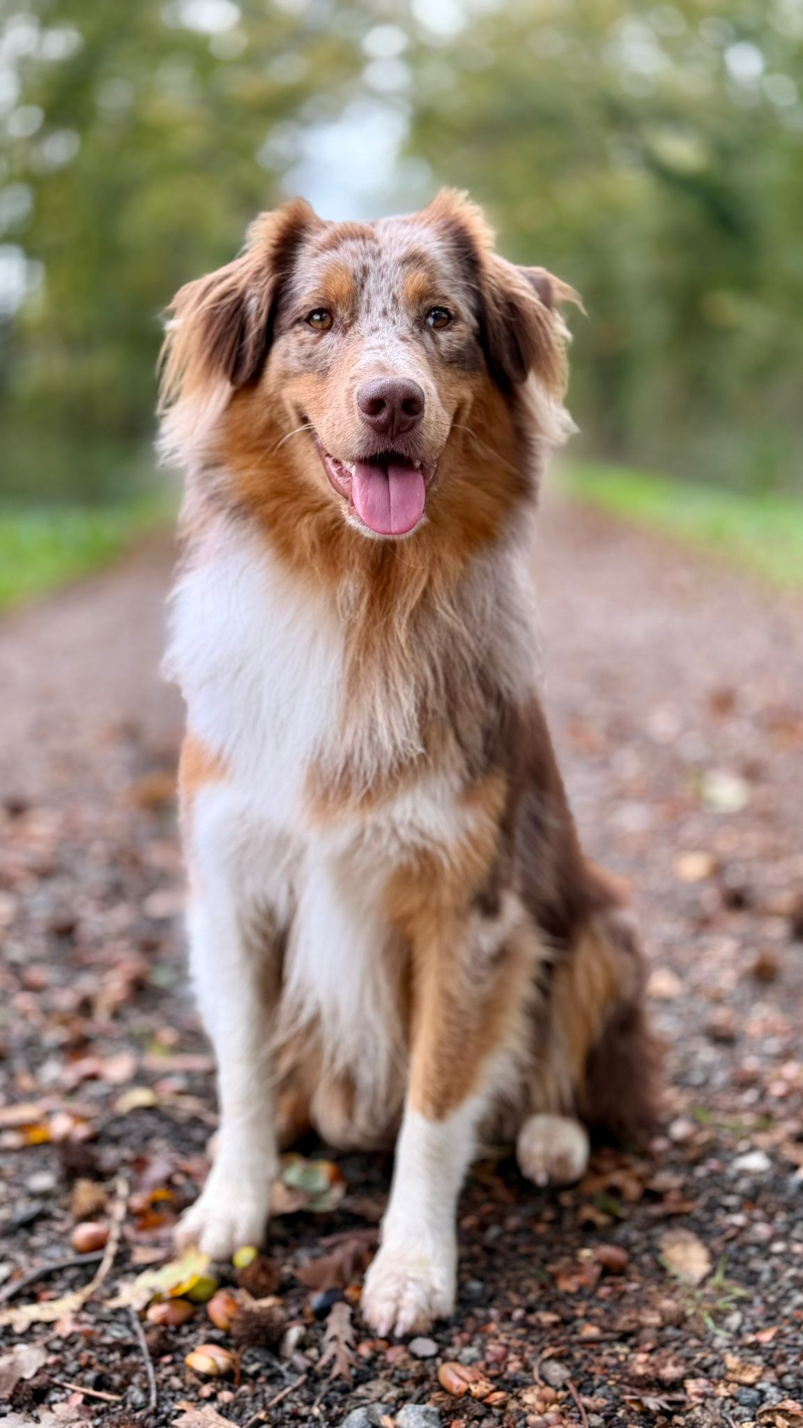 Photo d'un chiot berger australien, issue de la portée de Daisy et Simba.
