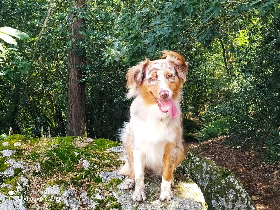 Raya à 19 mois Photo d'un chiot berger australien, issue de la portée de Daisy et Laiko, rouge merle âgée d'environ 19 mois.'