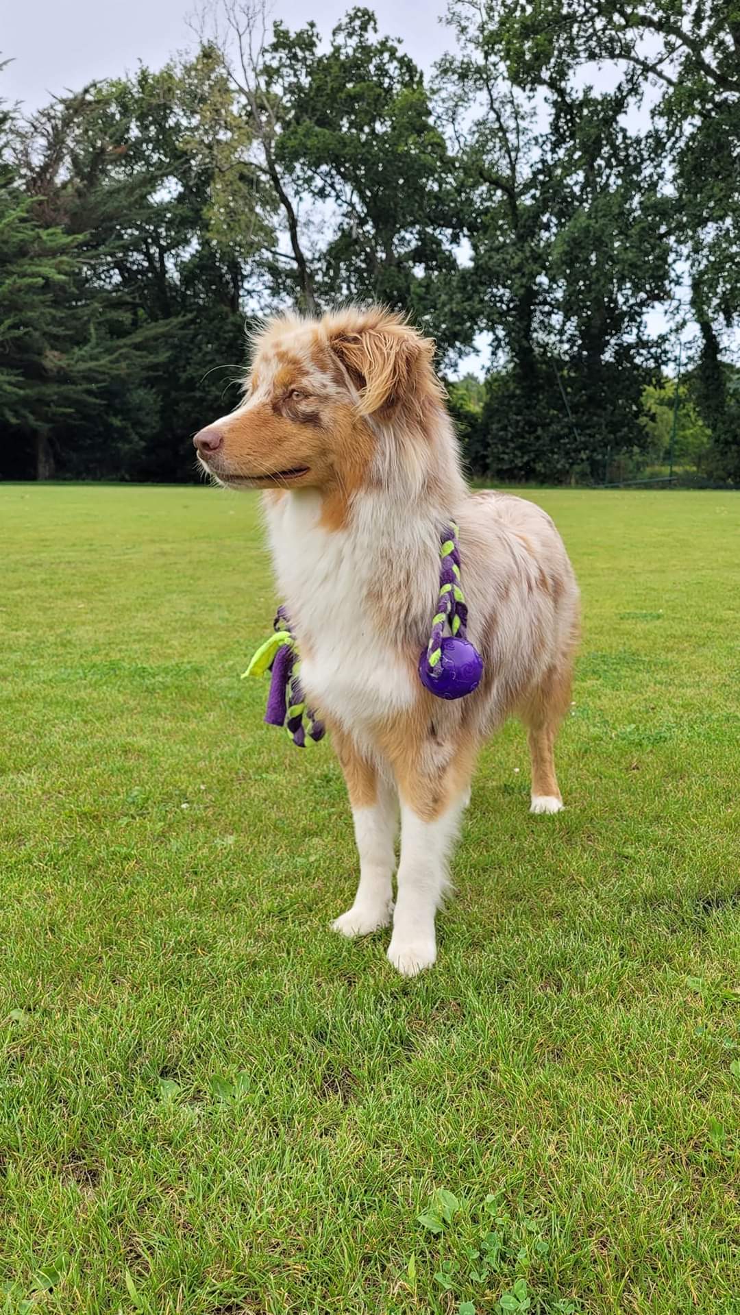 Rafale à 19 mois Photo d'un chiot berger australien, issue de la portée de Daisy et Laiko, rouge merle âgée d'environ 19 mois.'
