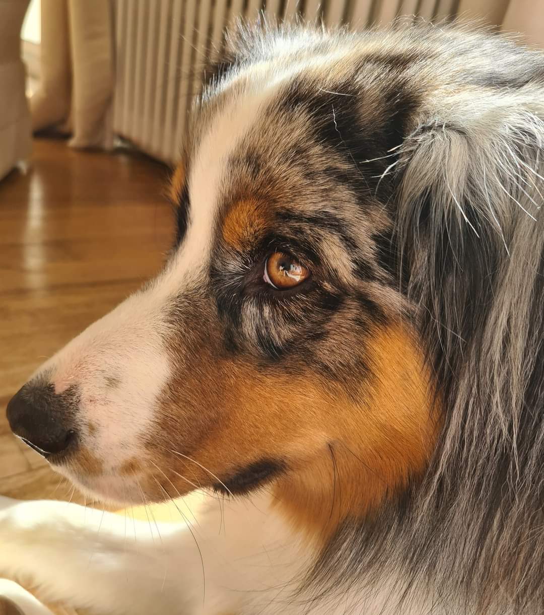 Rafiki à 19 mois Photo d'un chiot berger australien, issu de la portée de Daisy et Laiko, bleu merle âgé de 19 mois.'