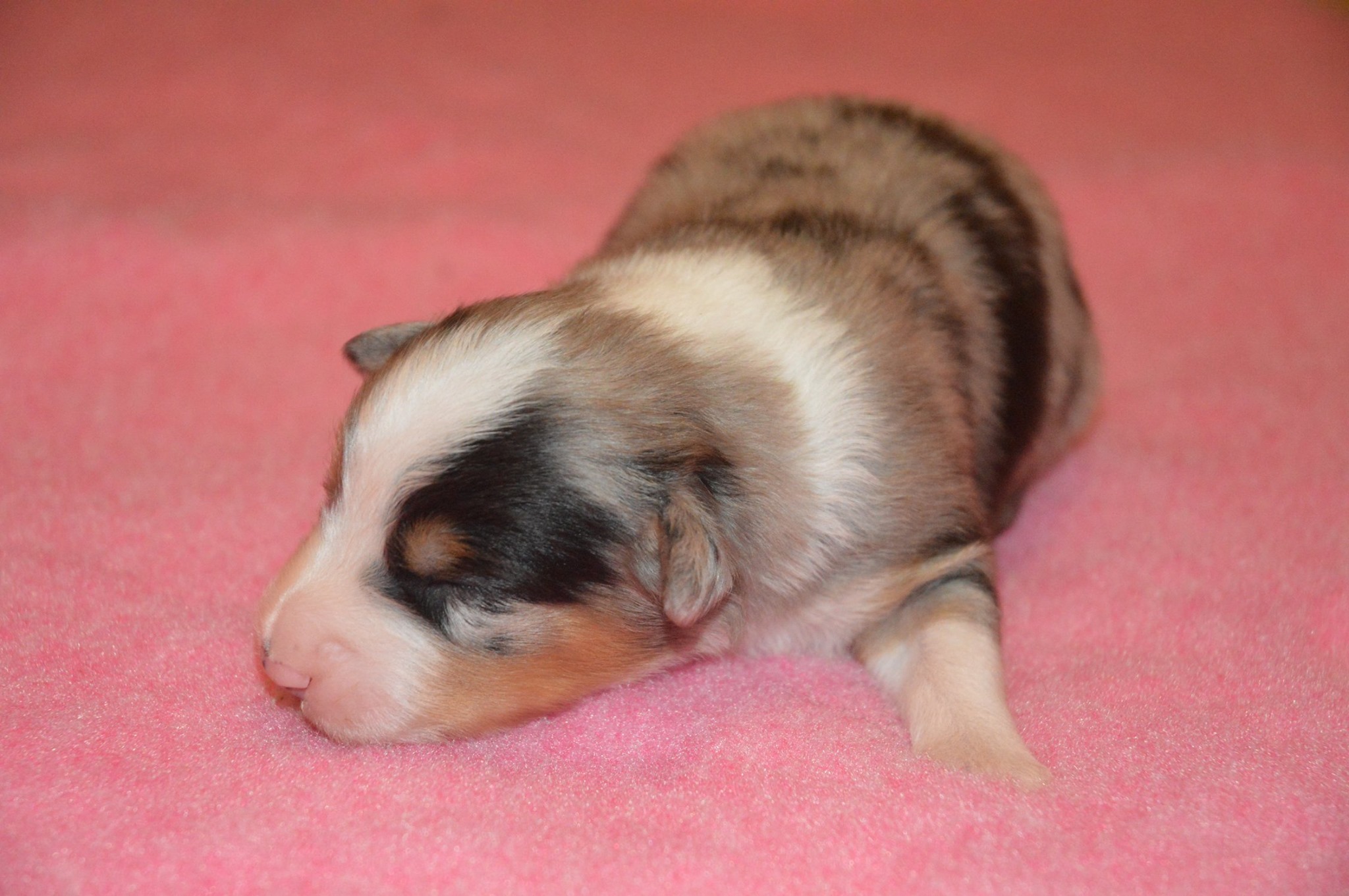 Rafiki à quelques jours Photo d'un chiot berger australien, issu de la portée de Daisy et Laiko, bleu merle âgé de quelques jours.