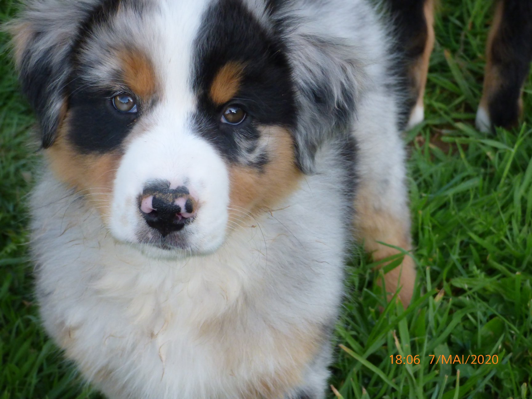 Rafiki a 2 mois Photo d'un chiot berger australien, issu de la portée de Daisy et Laiko, bleu merle âgé de 2 mois