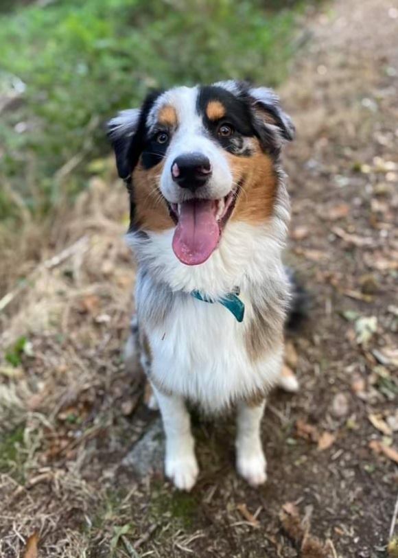 Rafiki a environ 6 mois Photo d'un chiot berger australien, issu de la portée de Daisy et Laiko, bleu merle âgé d'environ 6 mois.'