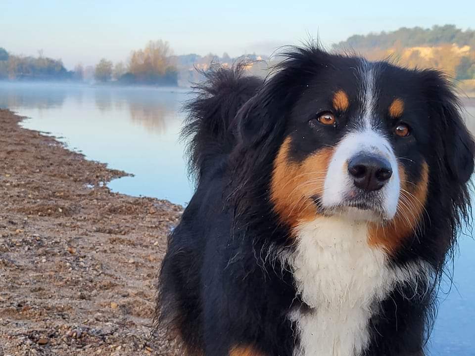 Photo d'un chiot berger australien, issue de la portée de Daisy et Laiko, noire tricolore âgée d'environ 24 mois.'