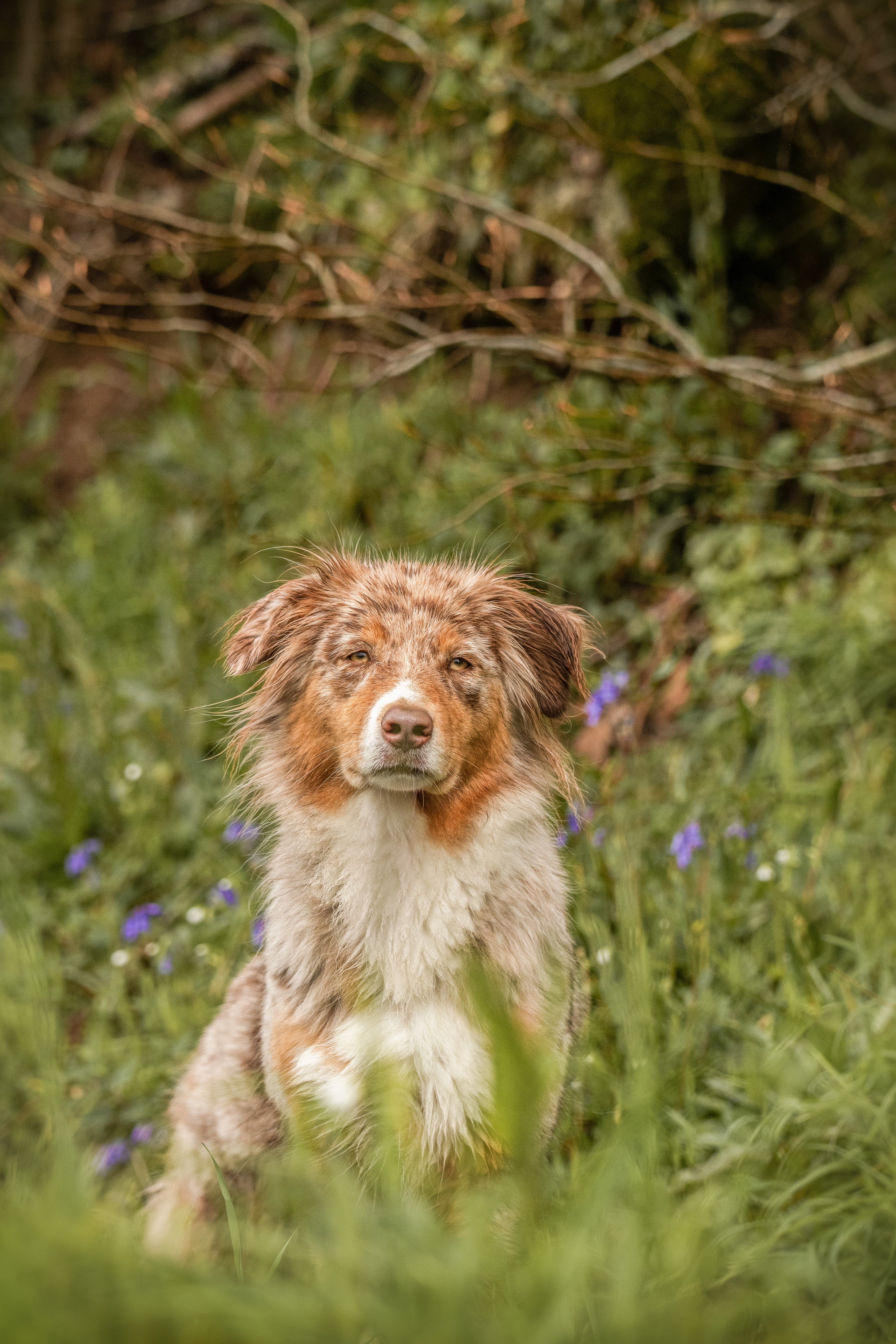 Photo d'un chiot berger australien, issue de la portée de Daisy et Laiko, rouge merle âgée d'environ 19 mois.'
