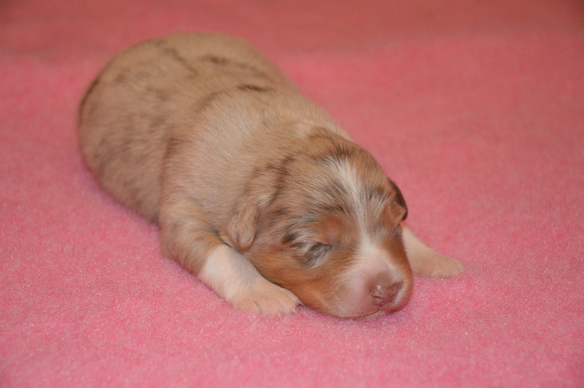 Rafale à quelques jours Photo d'un chiot berger australien, issue de la portée de Daisy et Laiko, rouge merle âgée de quelques jours.