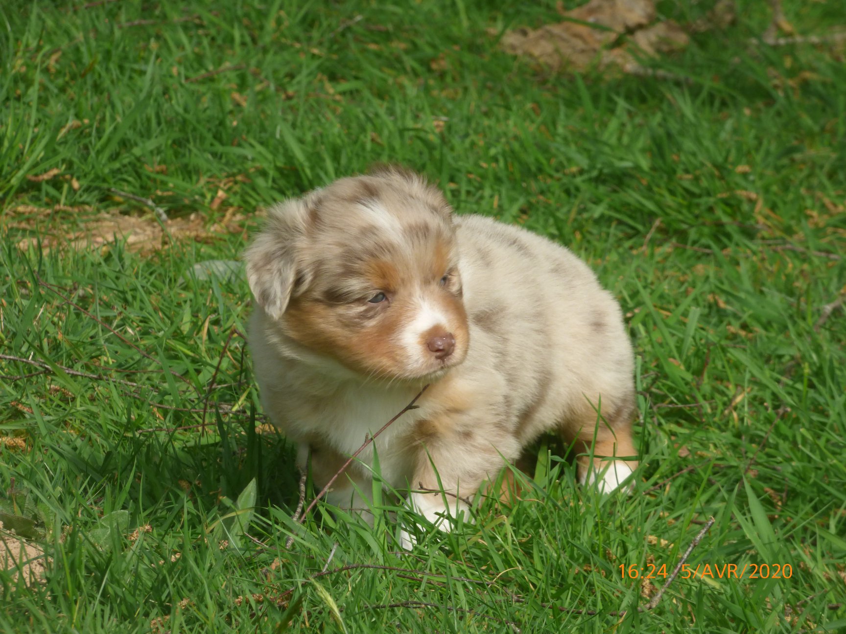 Rafale a 1 mois Photo d'un chiot berger australien, issue de la portée de Daisy et Laiko, rouge merle âgée d'un mois.