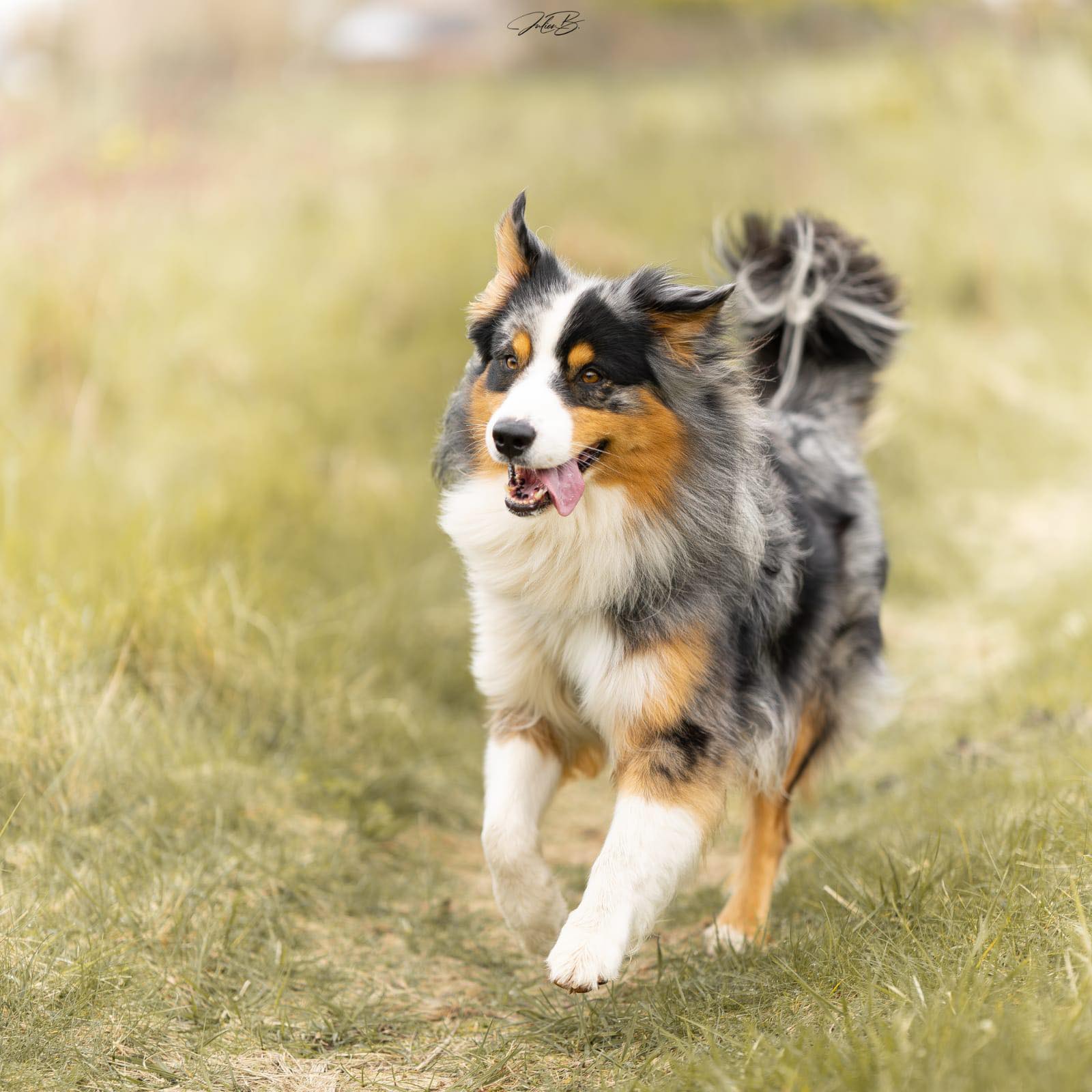 Photo d'un chiot berger australien, issu de la portée de Daisy et Laiko, bleu merle âgé d'environ 24 mois.'